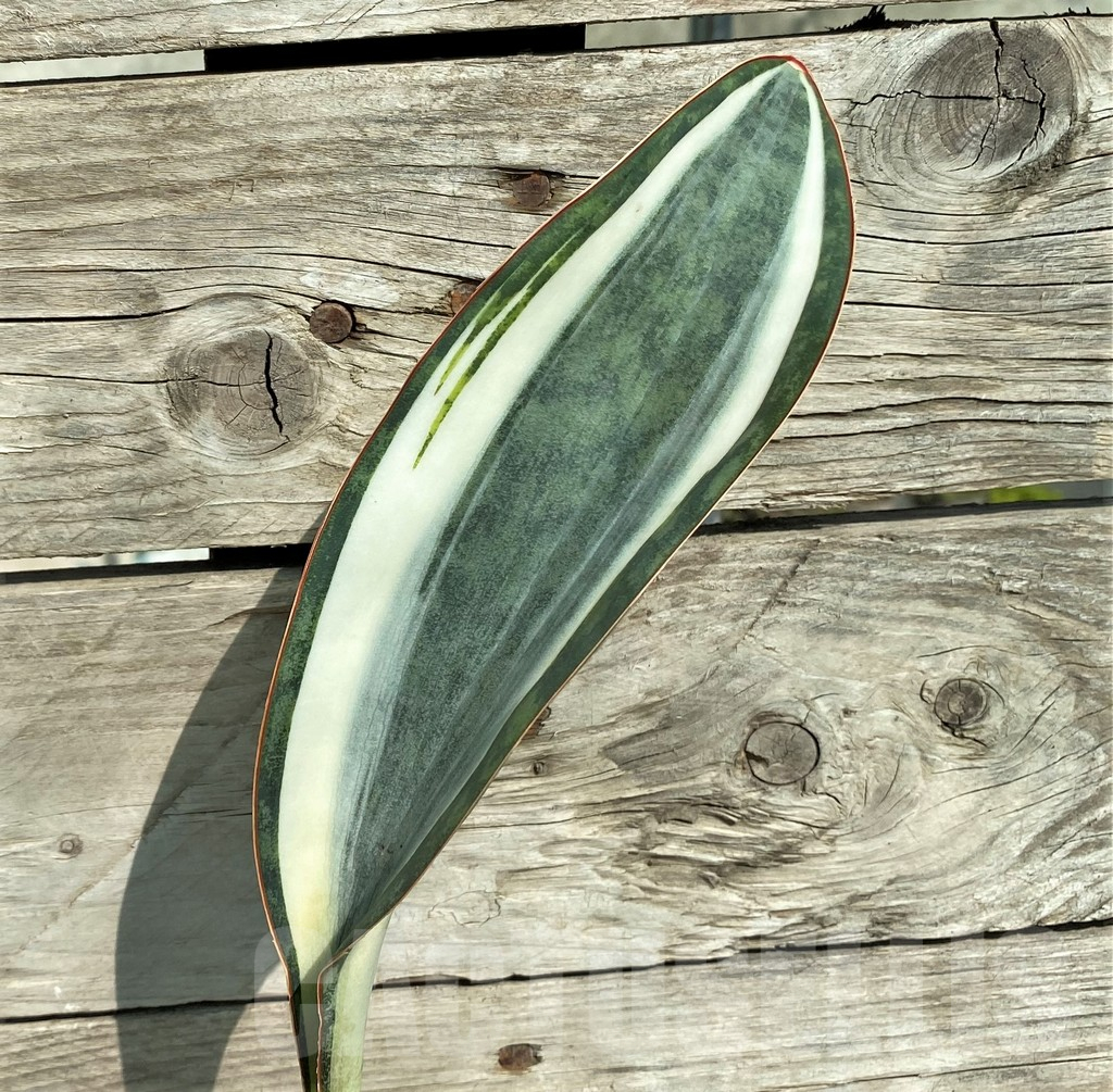 SHPR32305 Sansevieria 'Masoniana' white