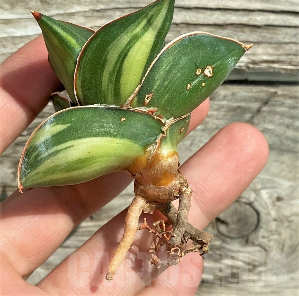 SHPR32308 Sansevieria 'Samurai Dwarf' - Image 2