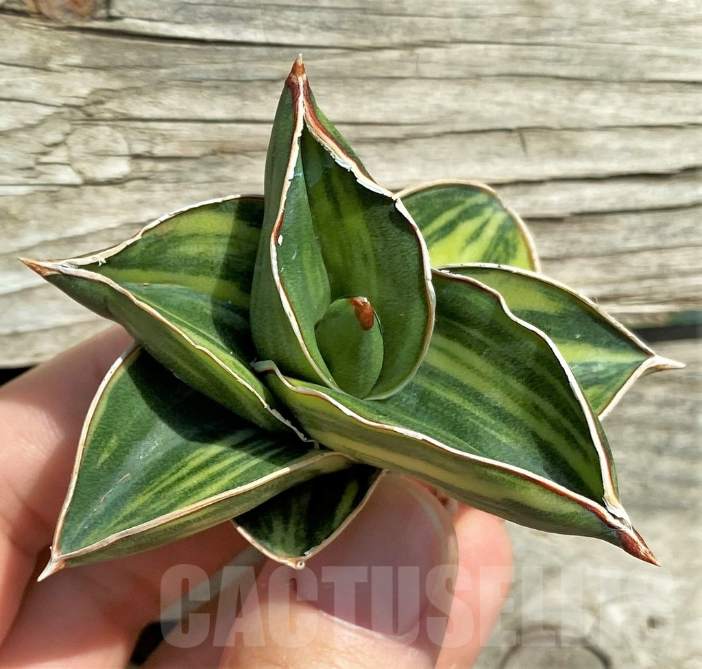 SHPR32308 Sansevieria 'Samurai Dwarf'