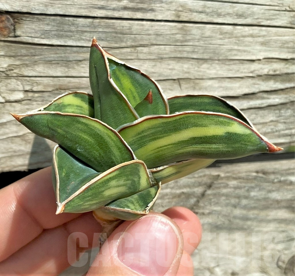 SHPR32308 Sansevieria 'Samurai Dwarf' - Image 3