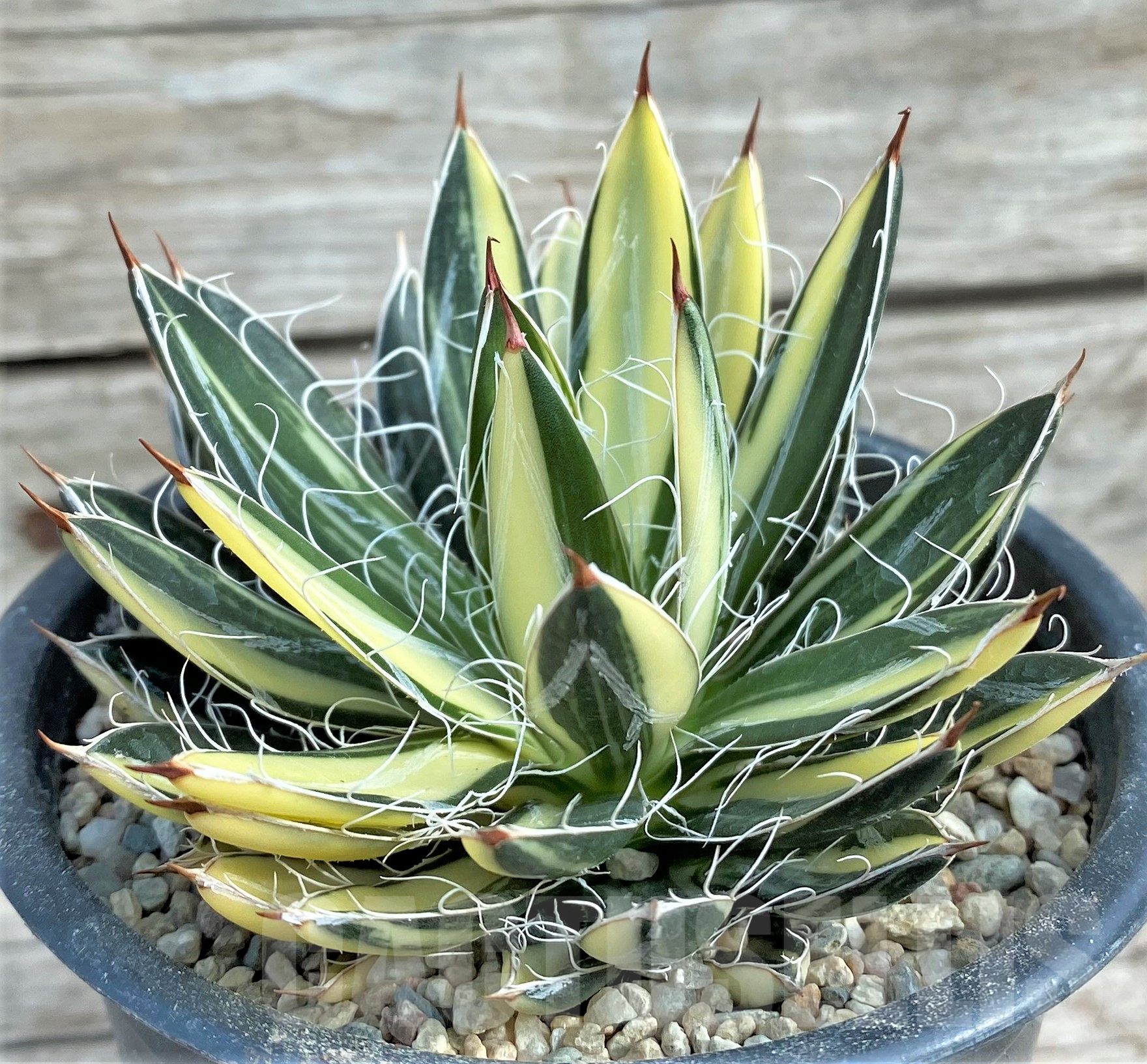 SHPR32399 Agave filifera f. variegata - Image 2