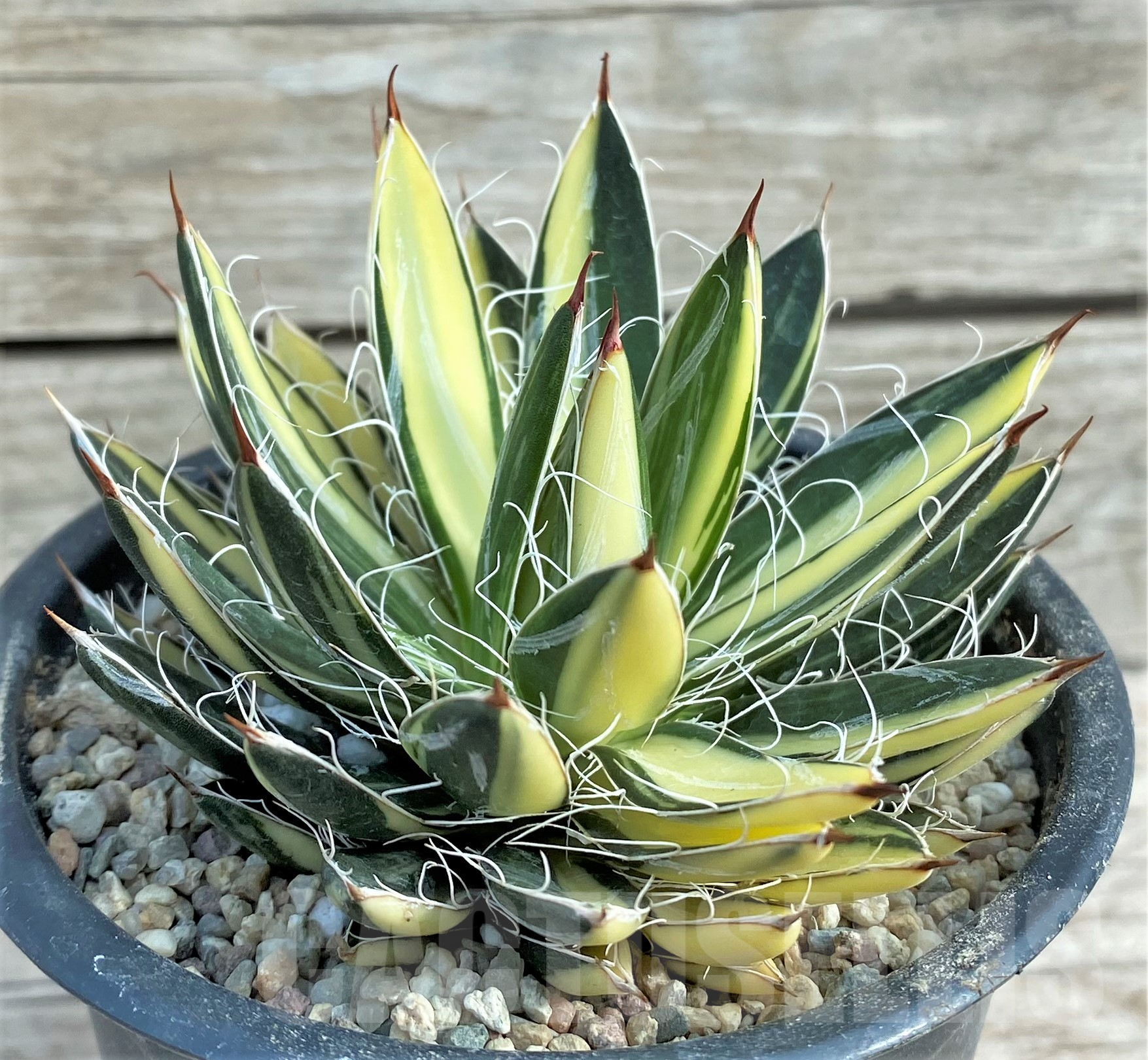 SHPR32399 Agave filifera f. variegata - Image 3