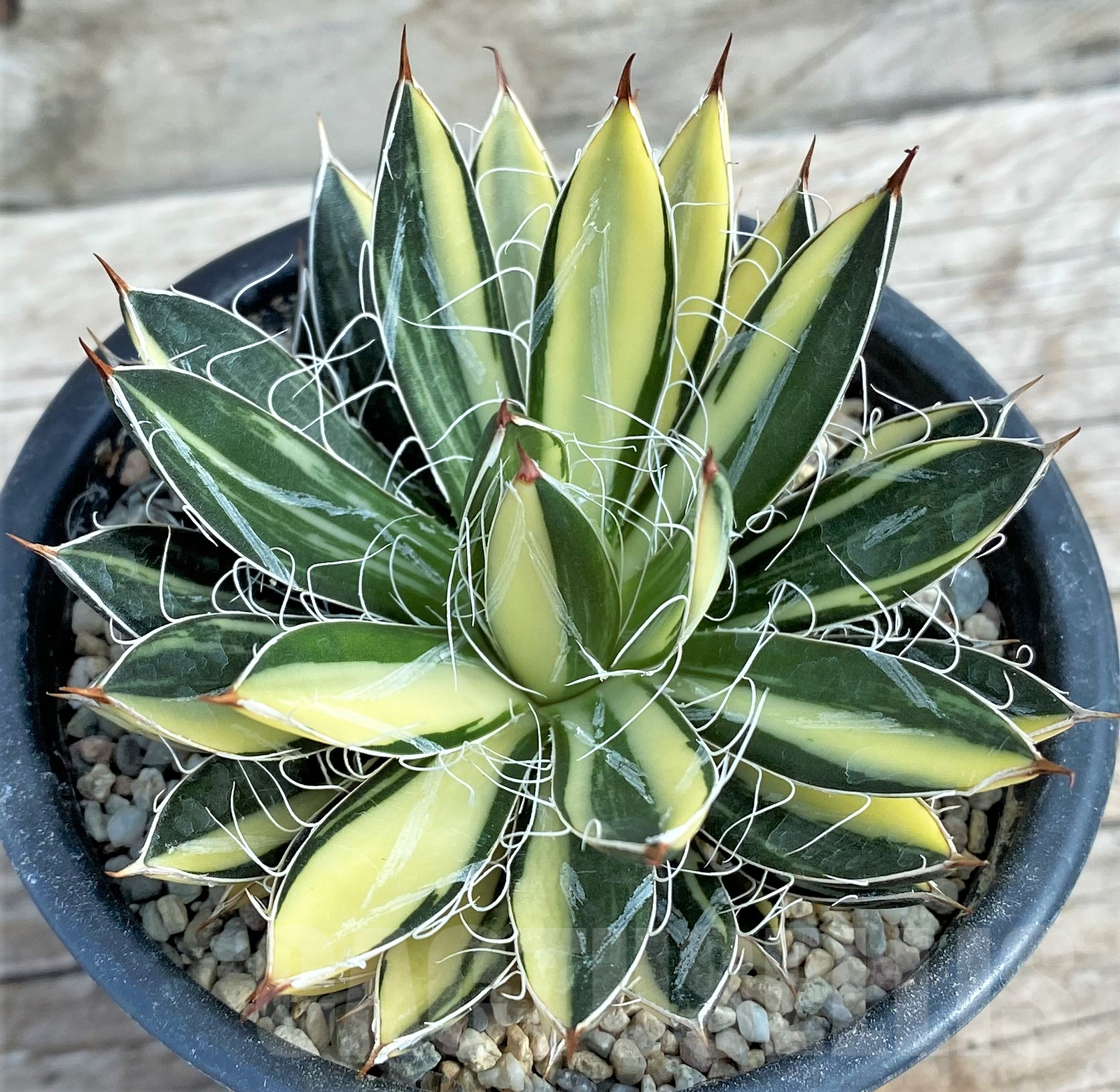 SHPR32399 Agave filifera f. variegata