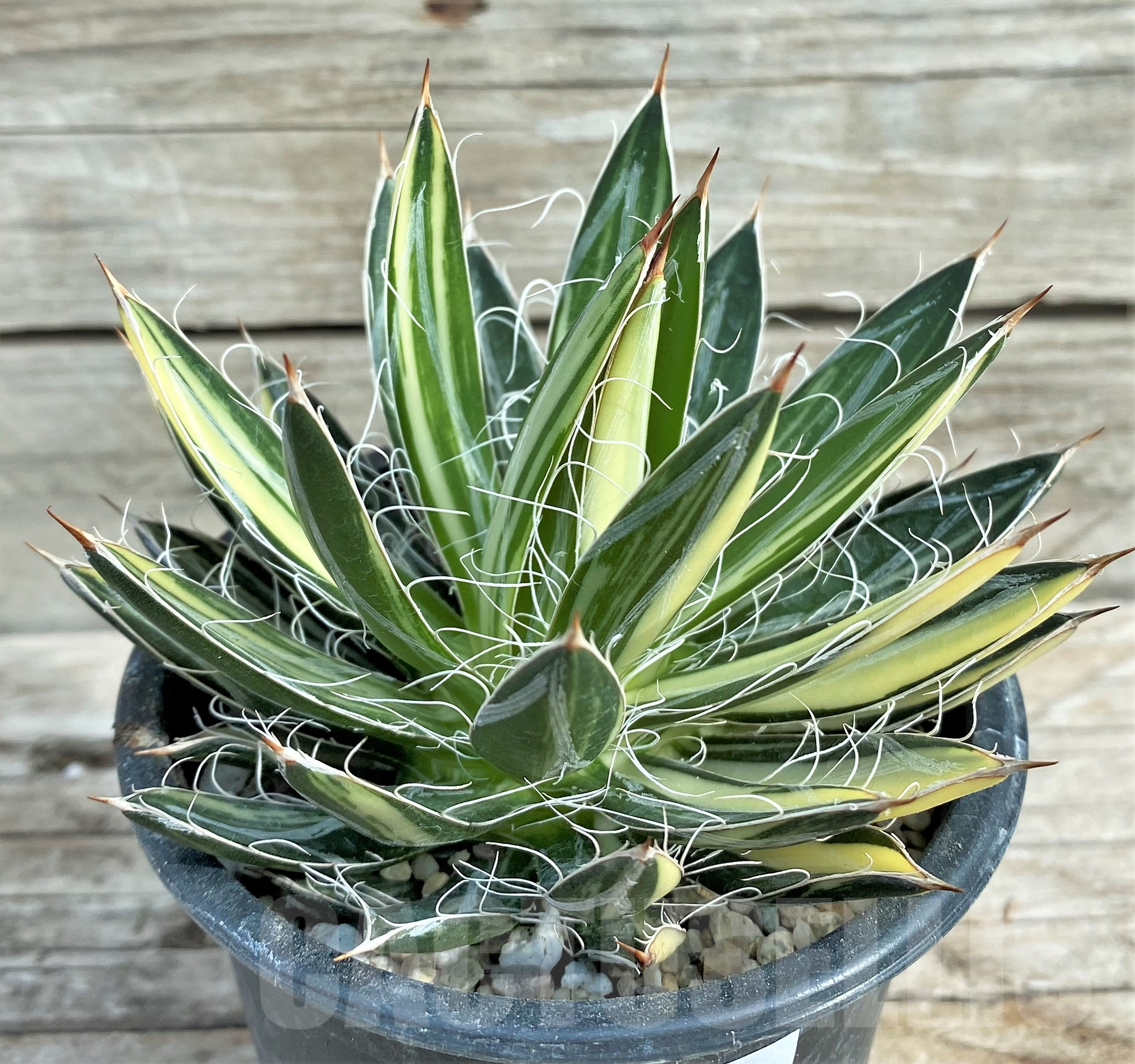 SHPR32400 Agave filifera f. variegata - Imagen 2