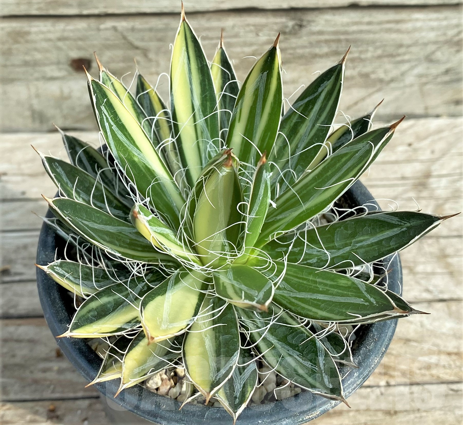 SHPR32400 Agave filifera f. variegata
