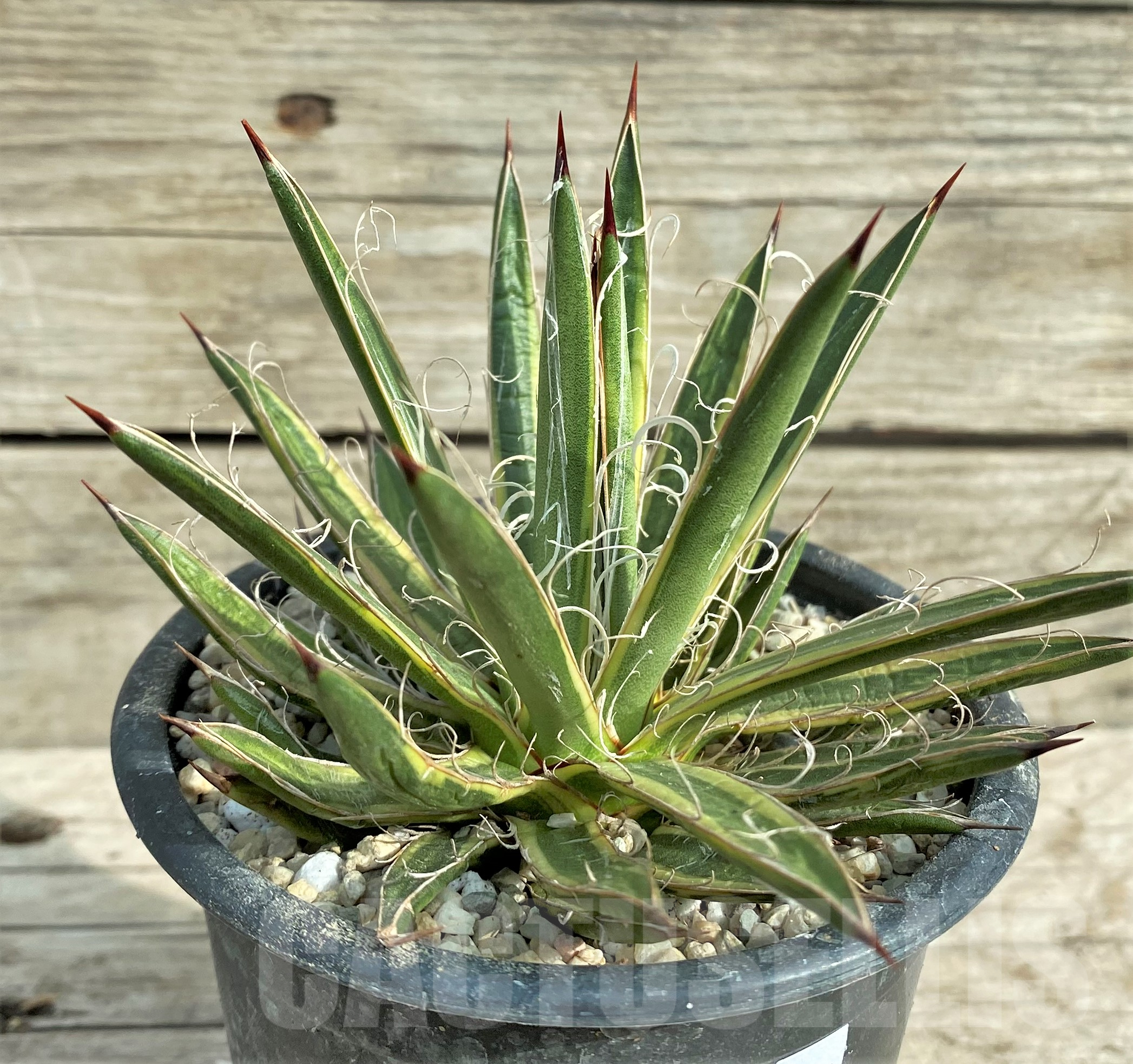 SHPR32401 Agave leopoldii f. variegata - Imagen 2