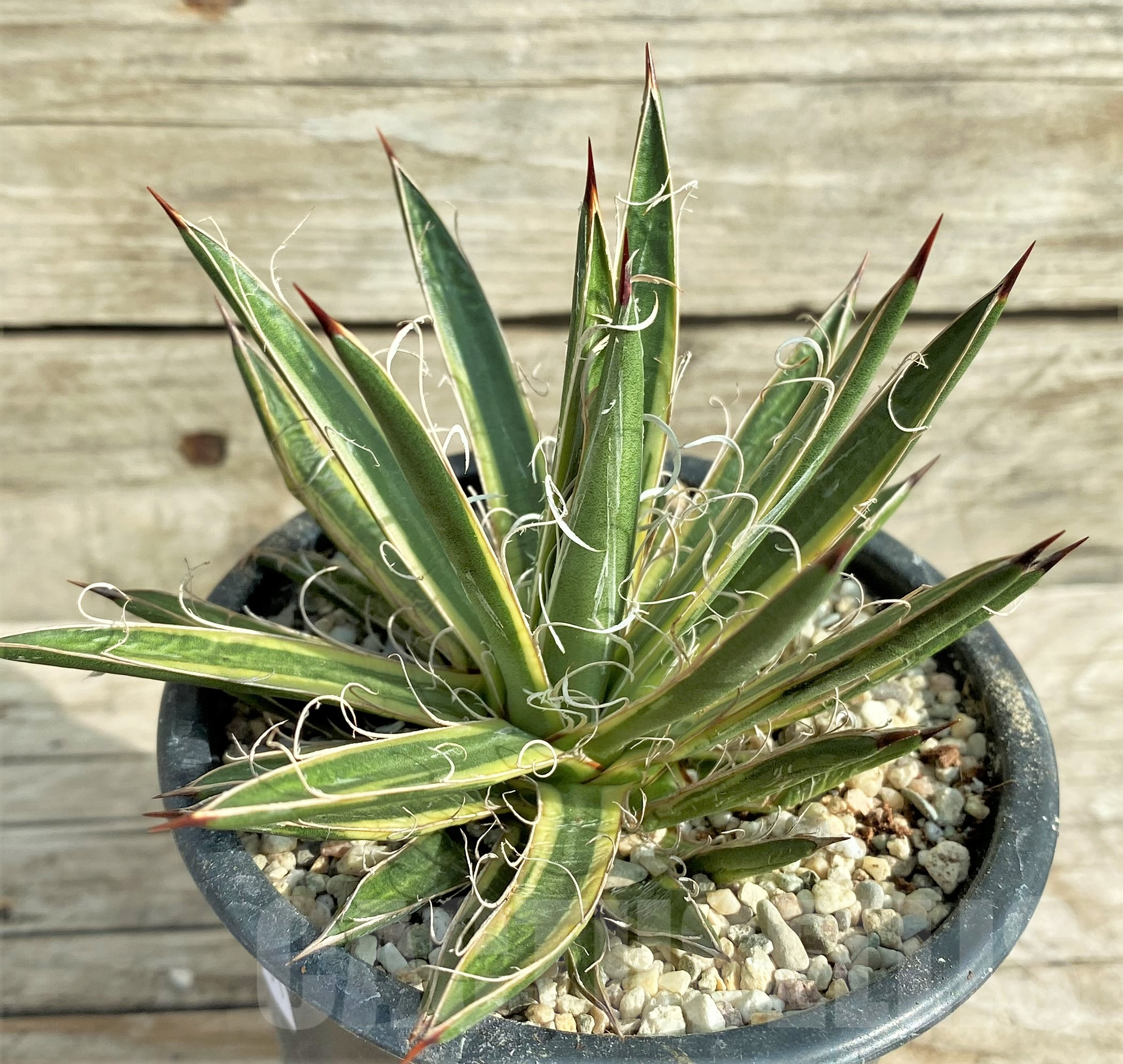 SHPR32401 Agave leopoldii f. variegata - Imagen 3
