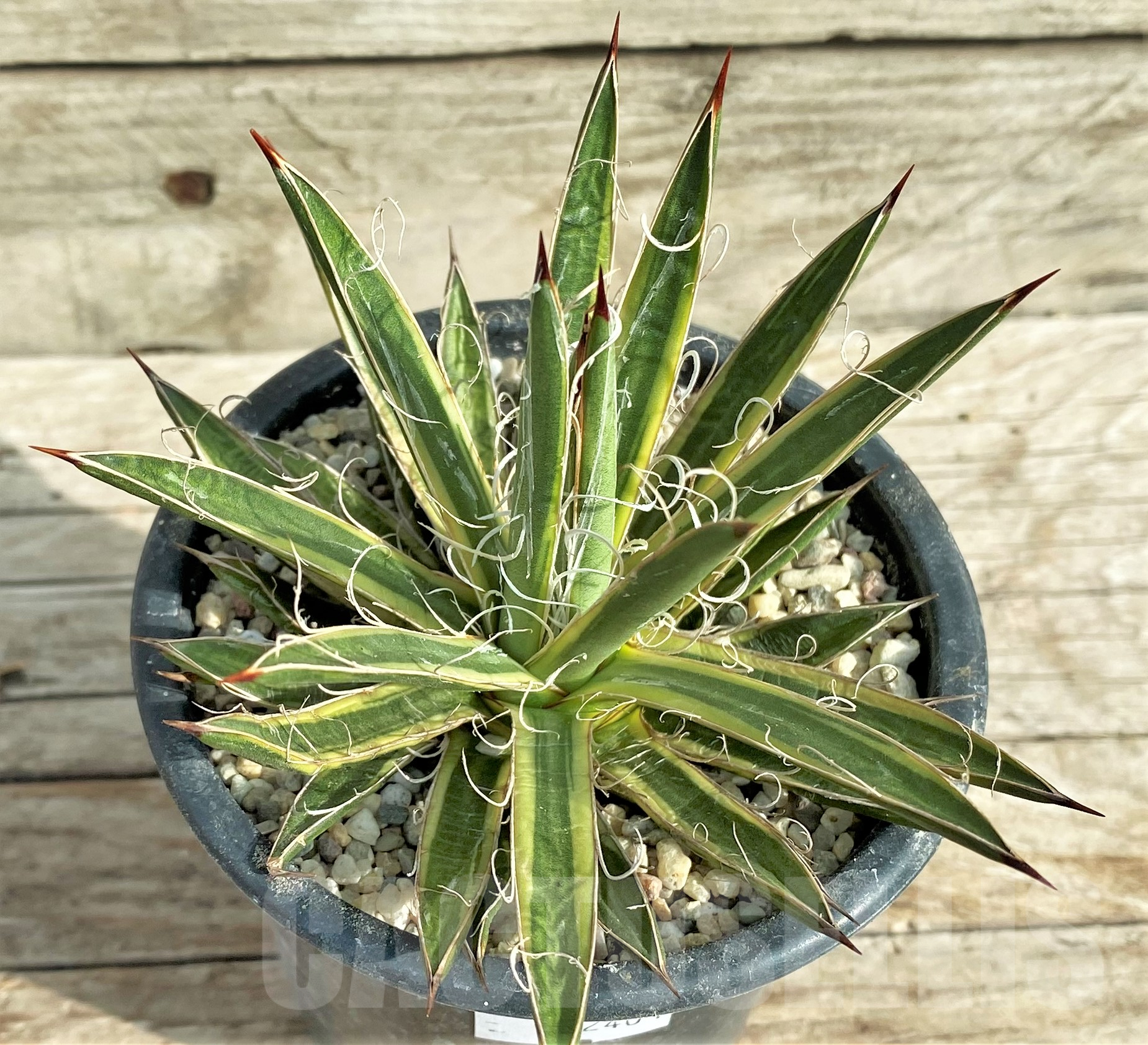SHPR32401 Agave leopoldii f. variegata
