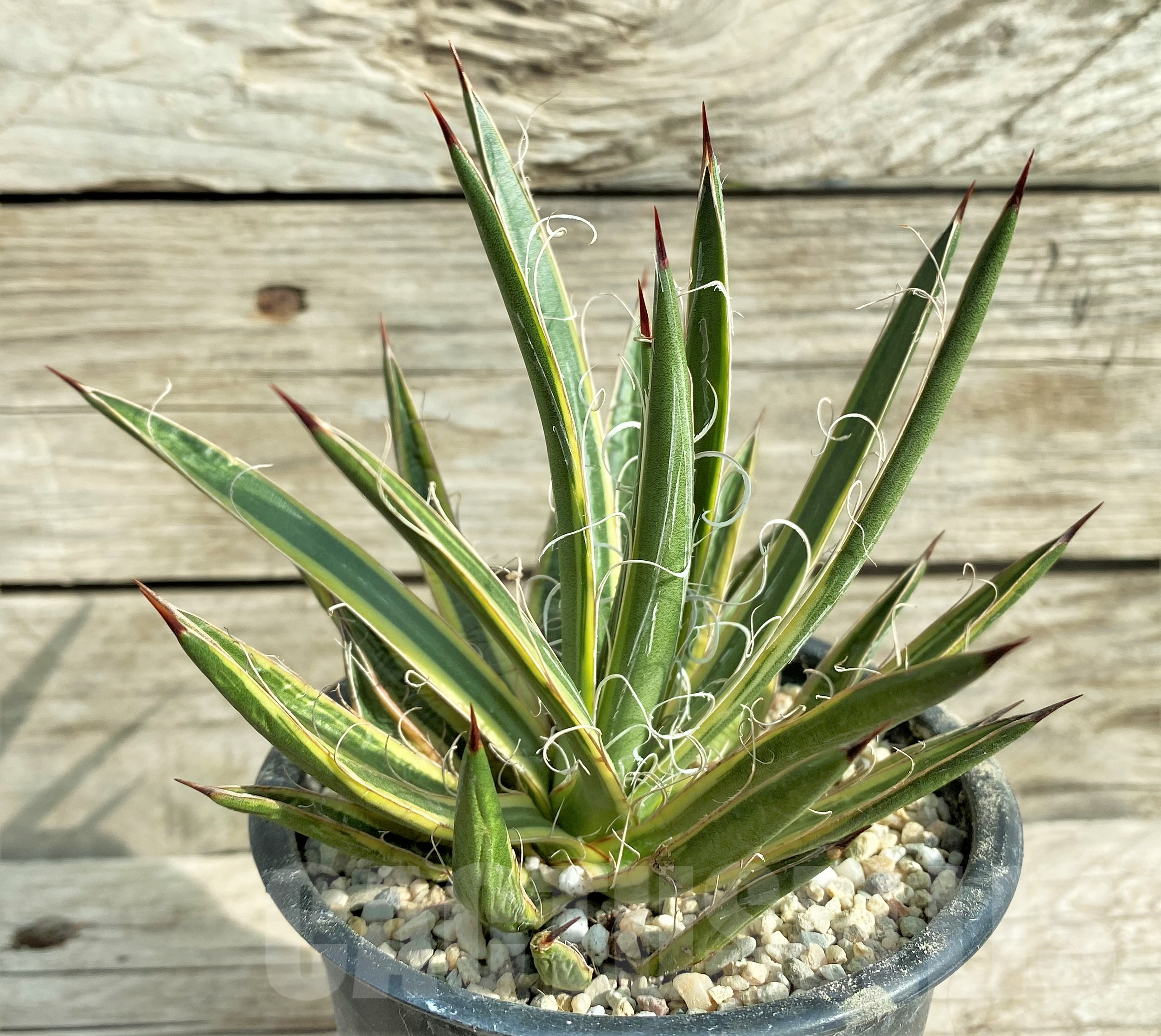 SHPR32402 Agave leopoldii f. variegata