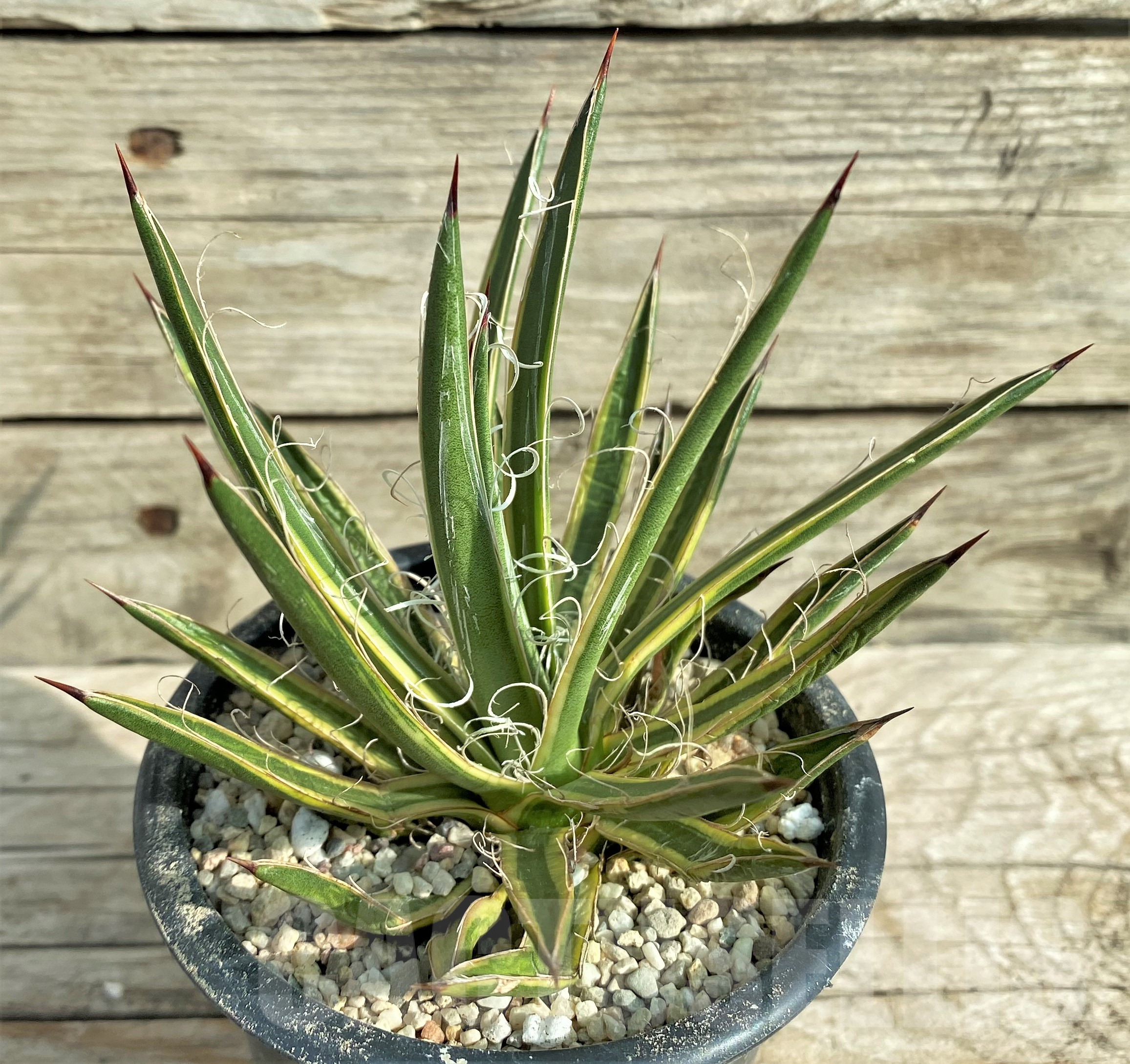 SHPR32402 Agave leopoldii f. variegata - Image 2