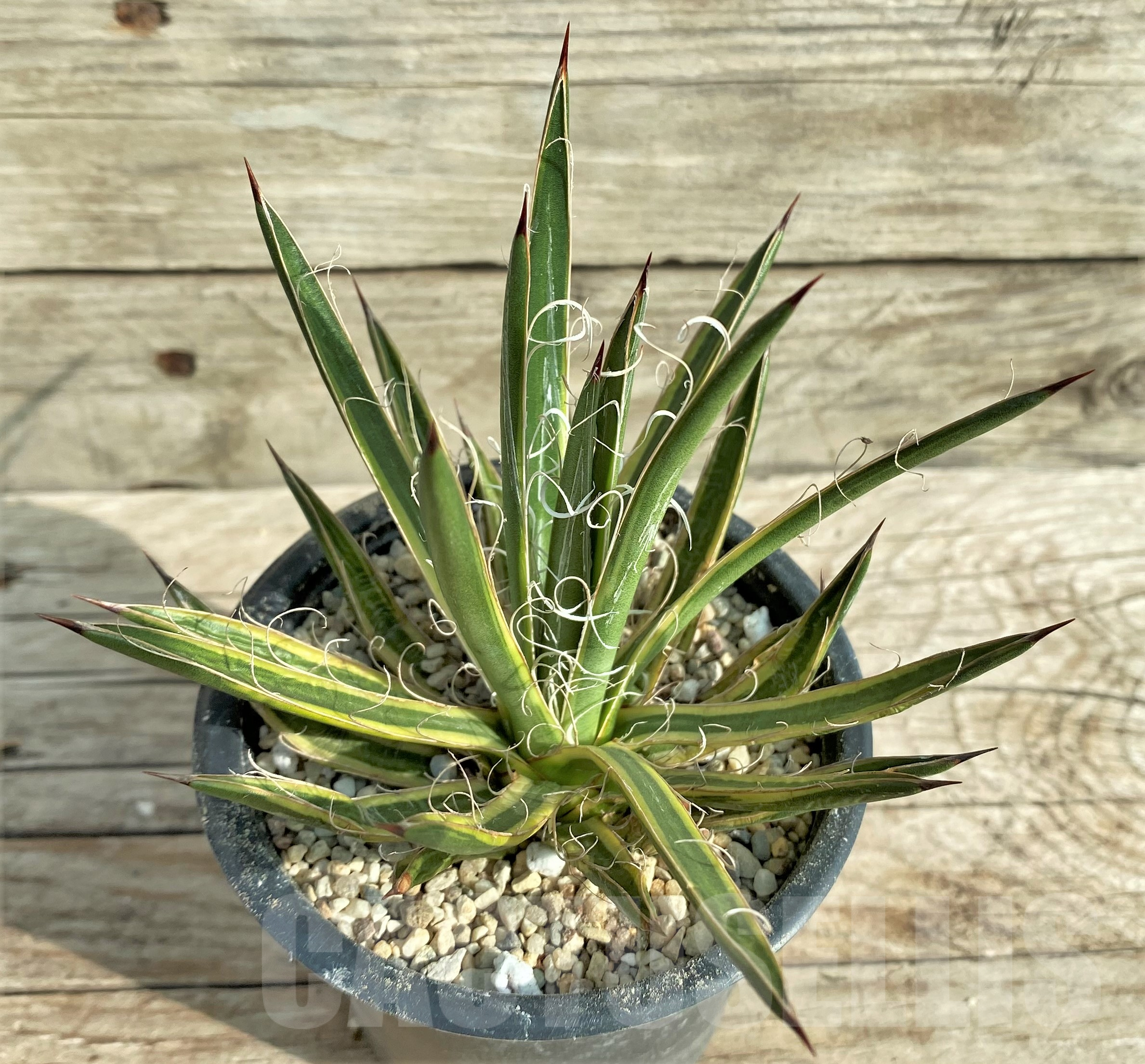 SHPR32402 Agave leopoldii f. variegata - Image 3