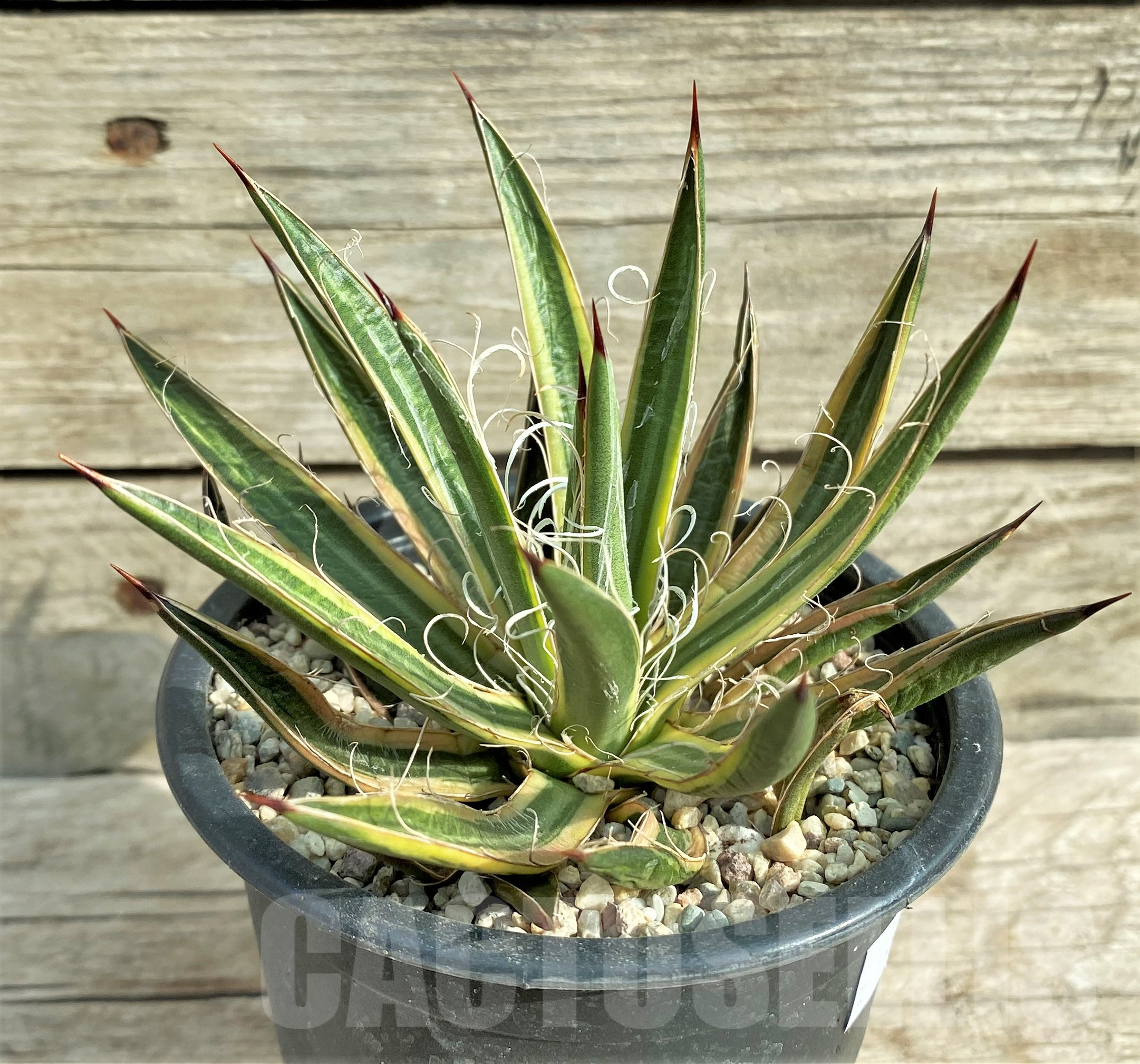 SHPR32403 Agave leopoldii f. variegata - Image 2