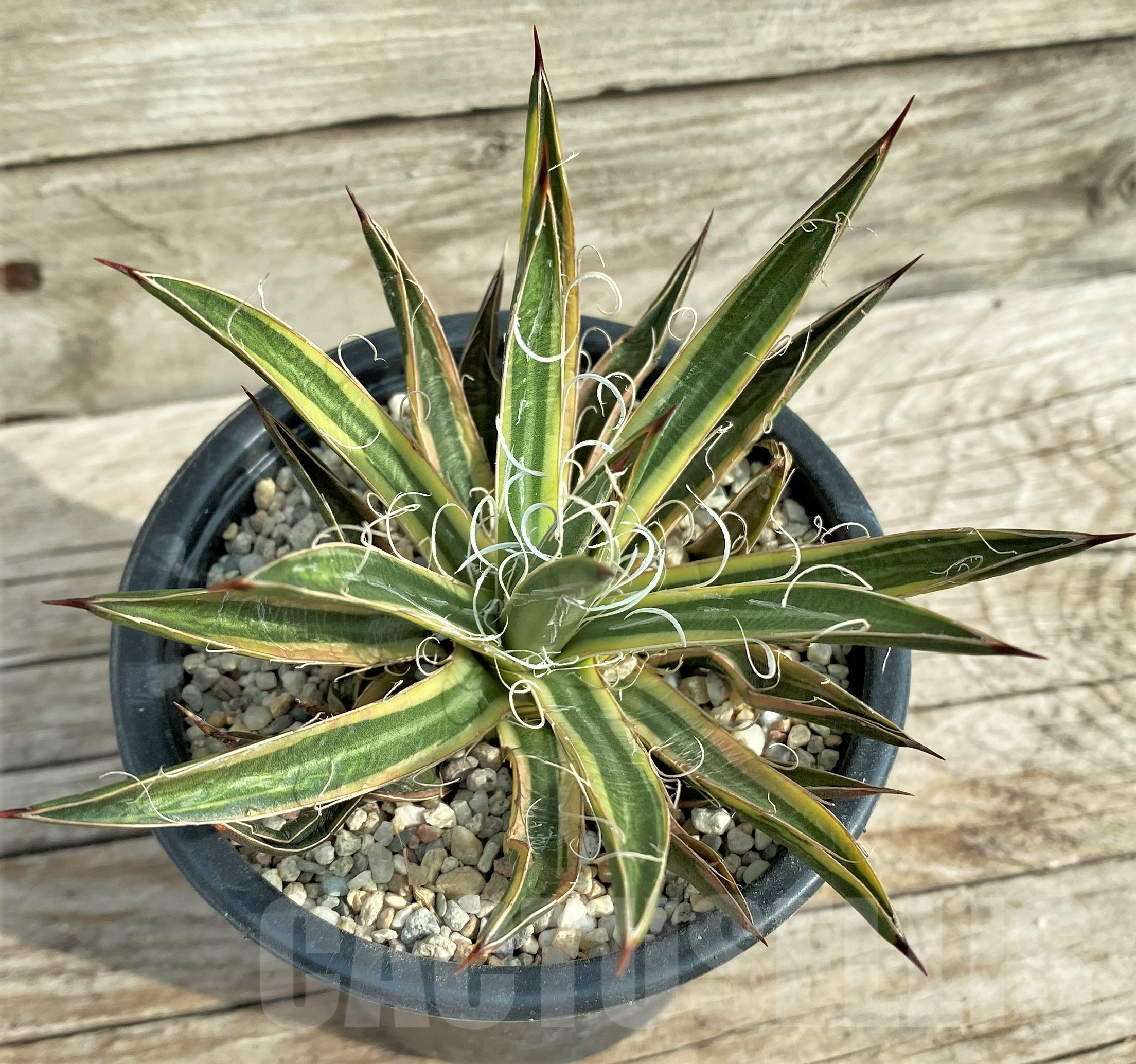 SHPR32403 Agave leopoldii f. variegata