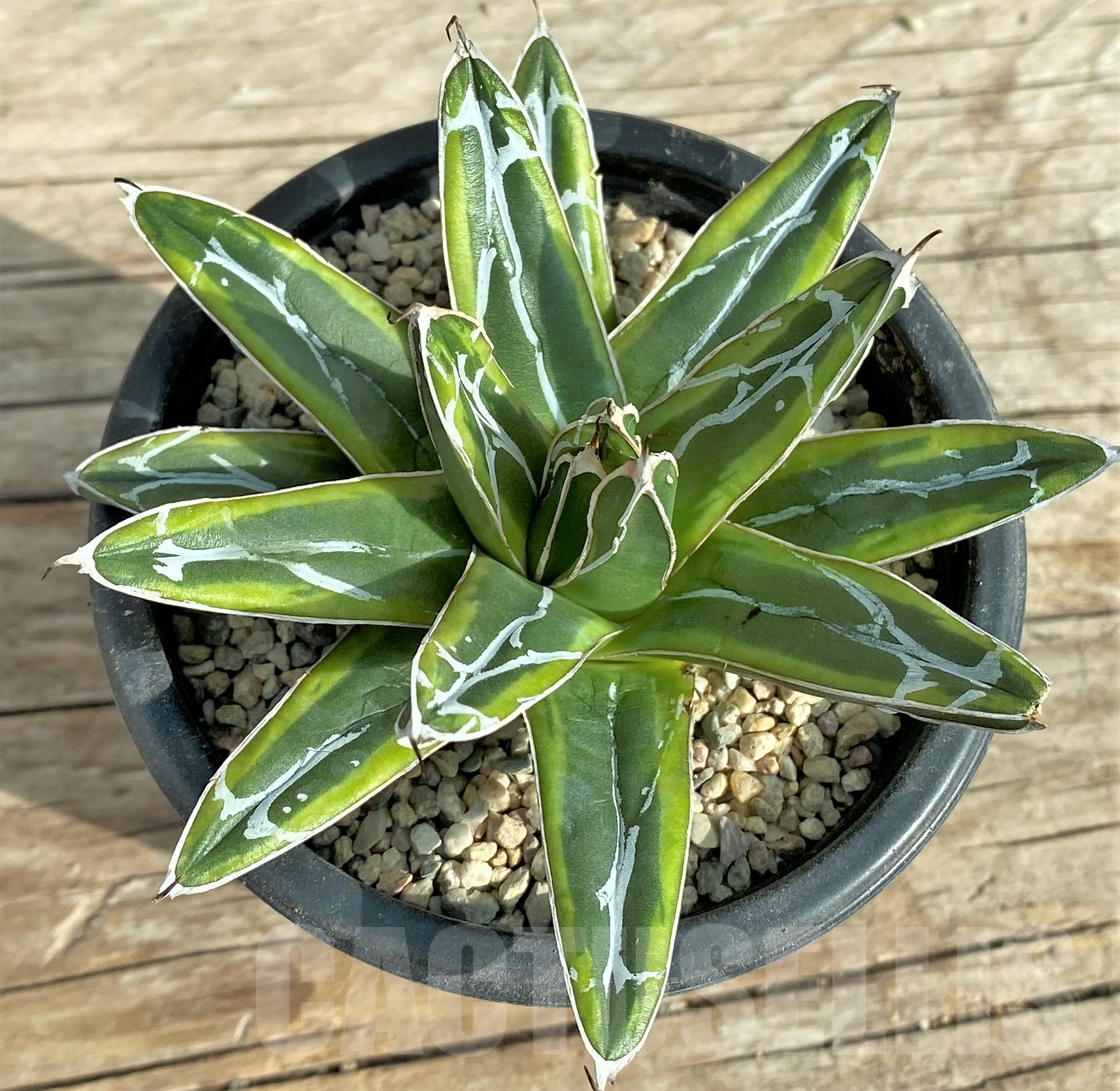 SHPR32404 Agave victoriae-reginae f. variegata