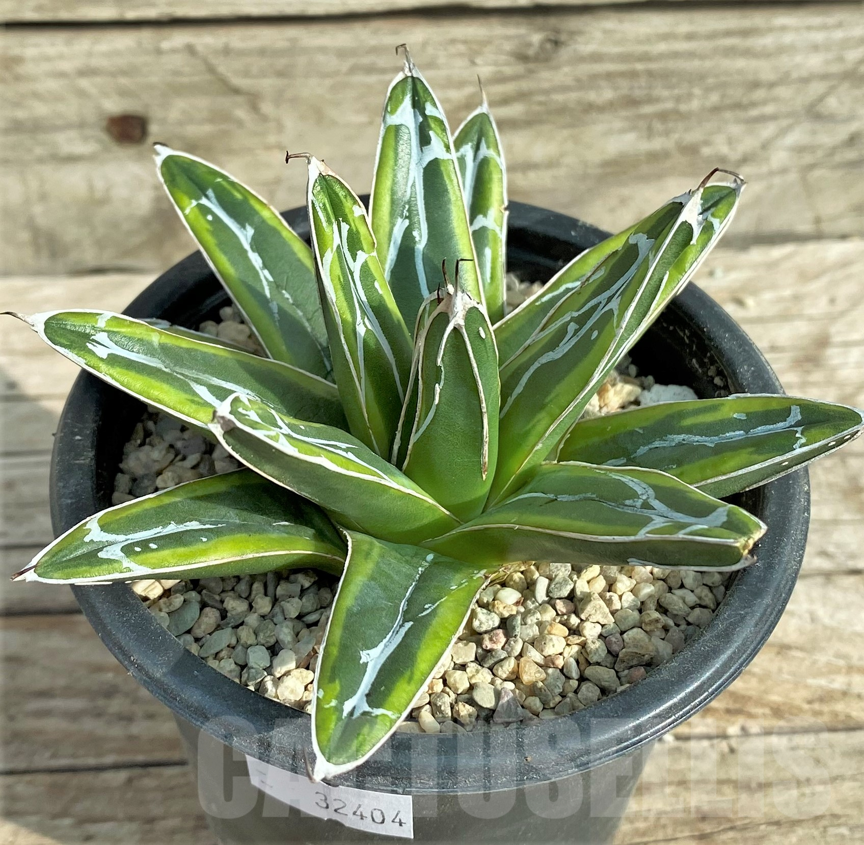 SHPR32404 Agave victoriae-reginae f. variegata - Image 2