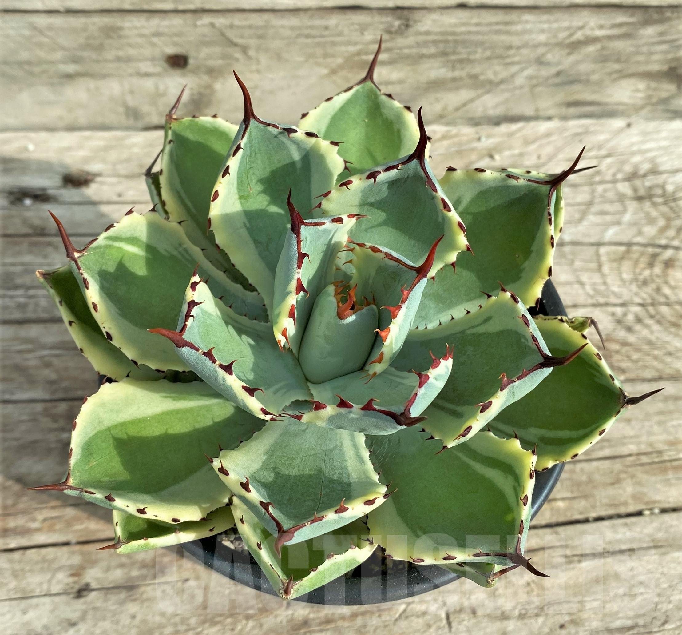 SHPR32405 Agave 'Kissho Kan' - Image 2