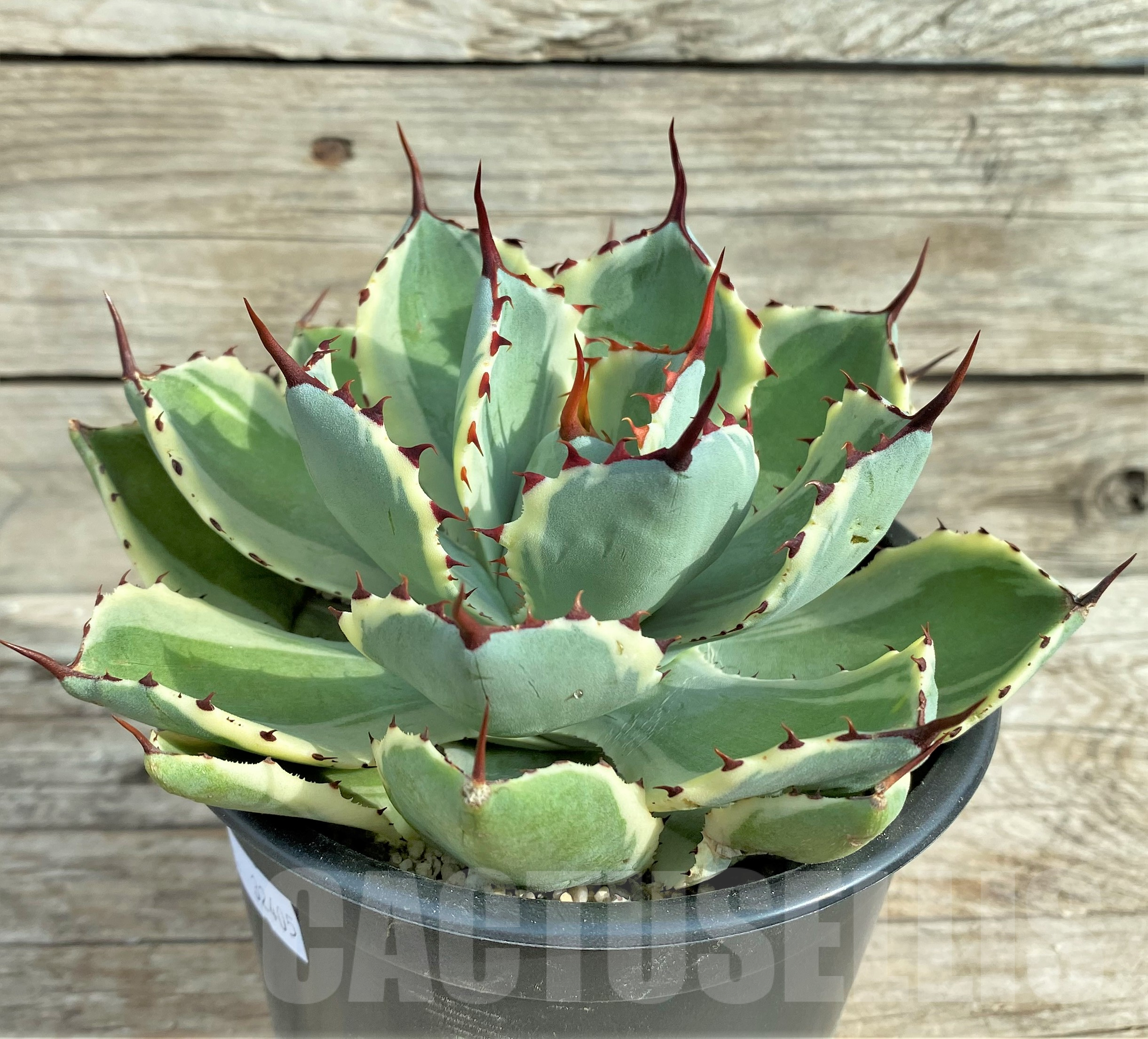 SHPR32405 Agave 'Kissho Kan' - Image 3