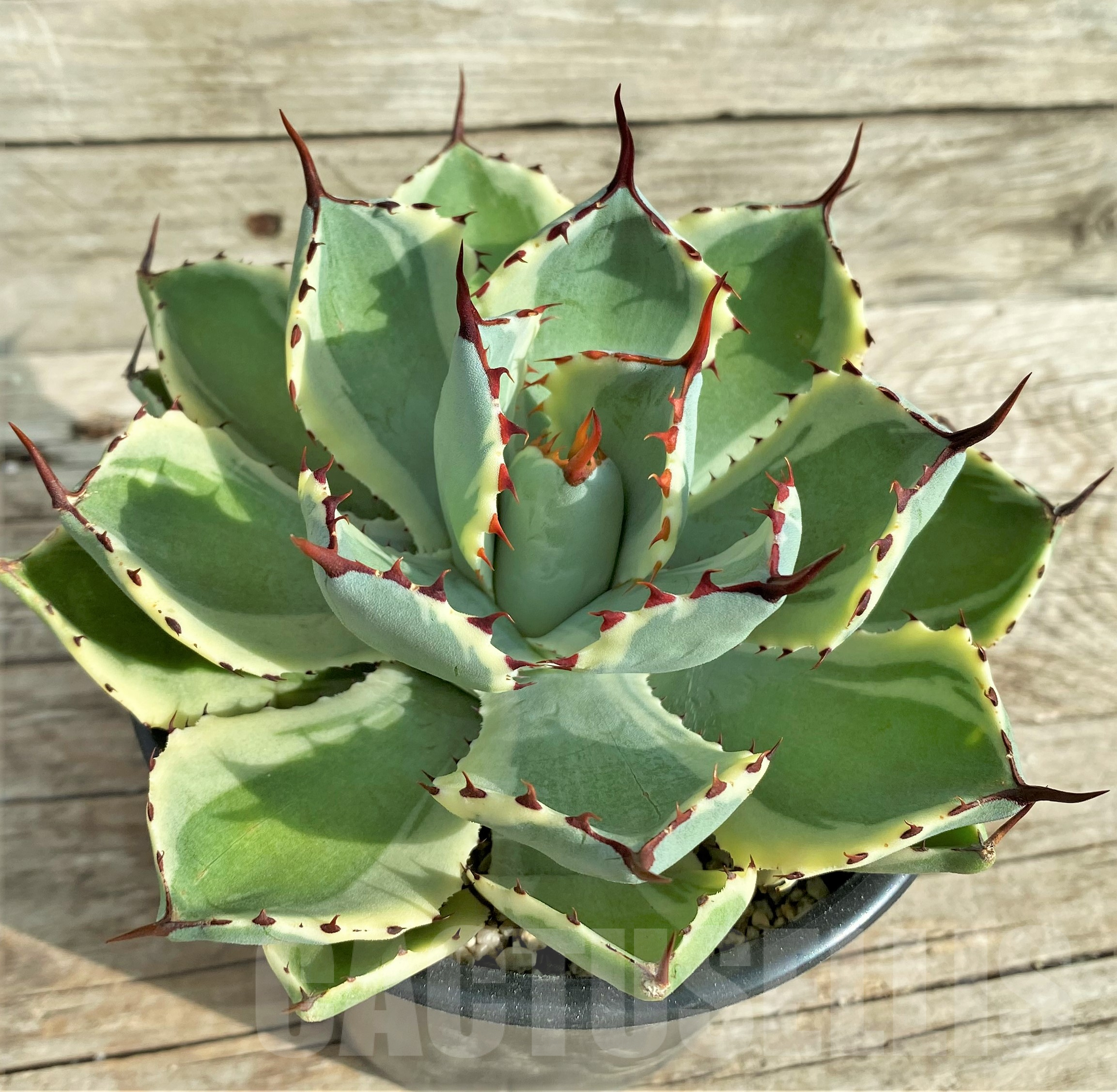 SHPR32405 Agave 'Kissho Kan'