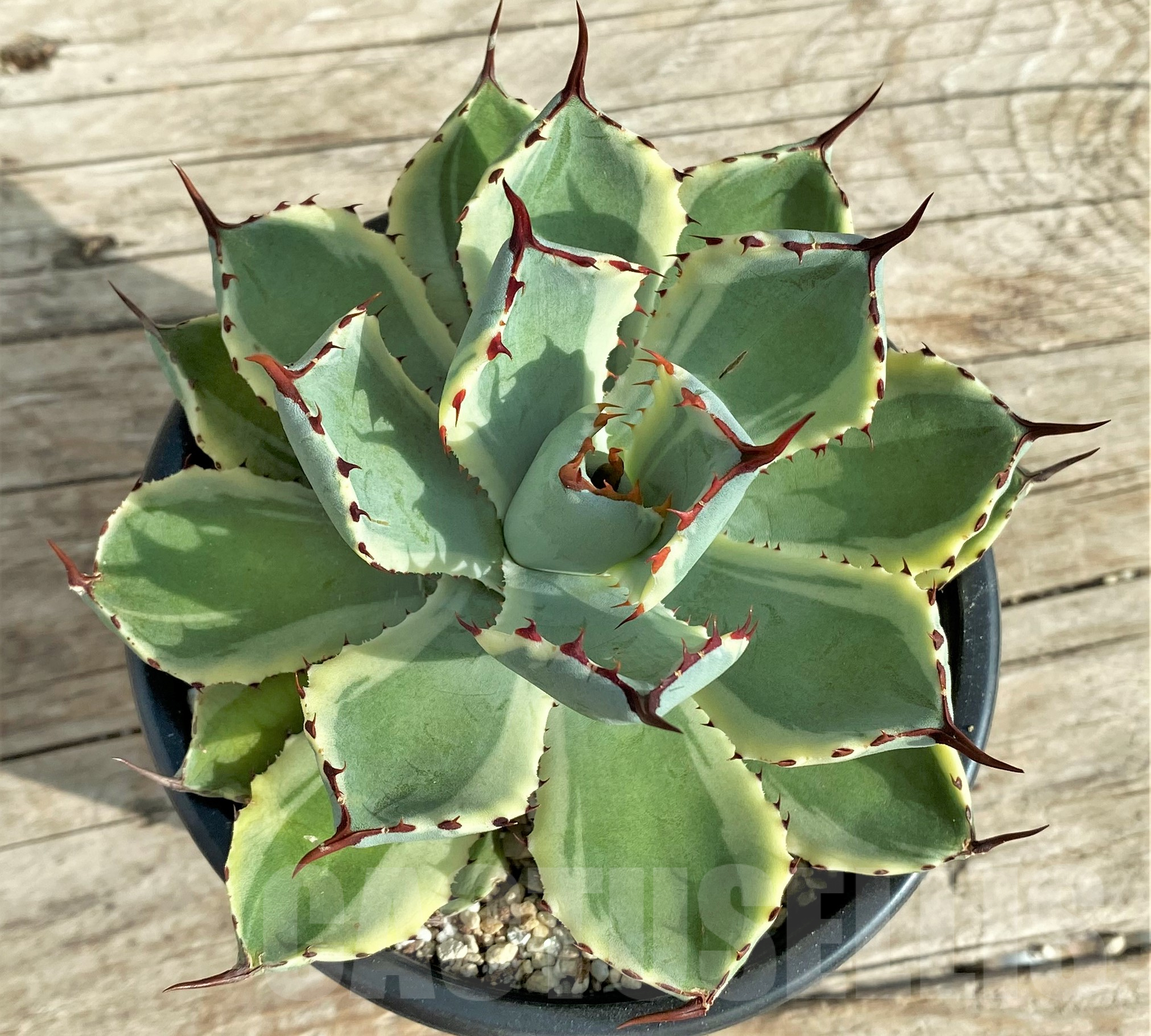 SHPR32406 Agave 'Kissho Kan' - Obrázek 2