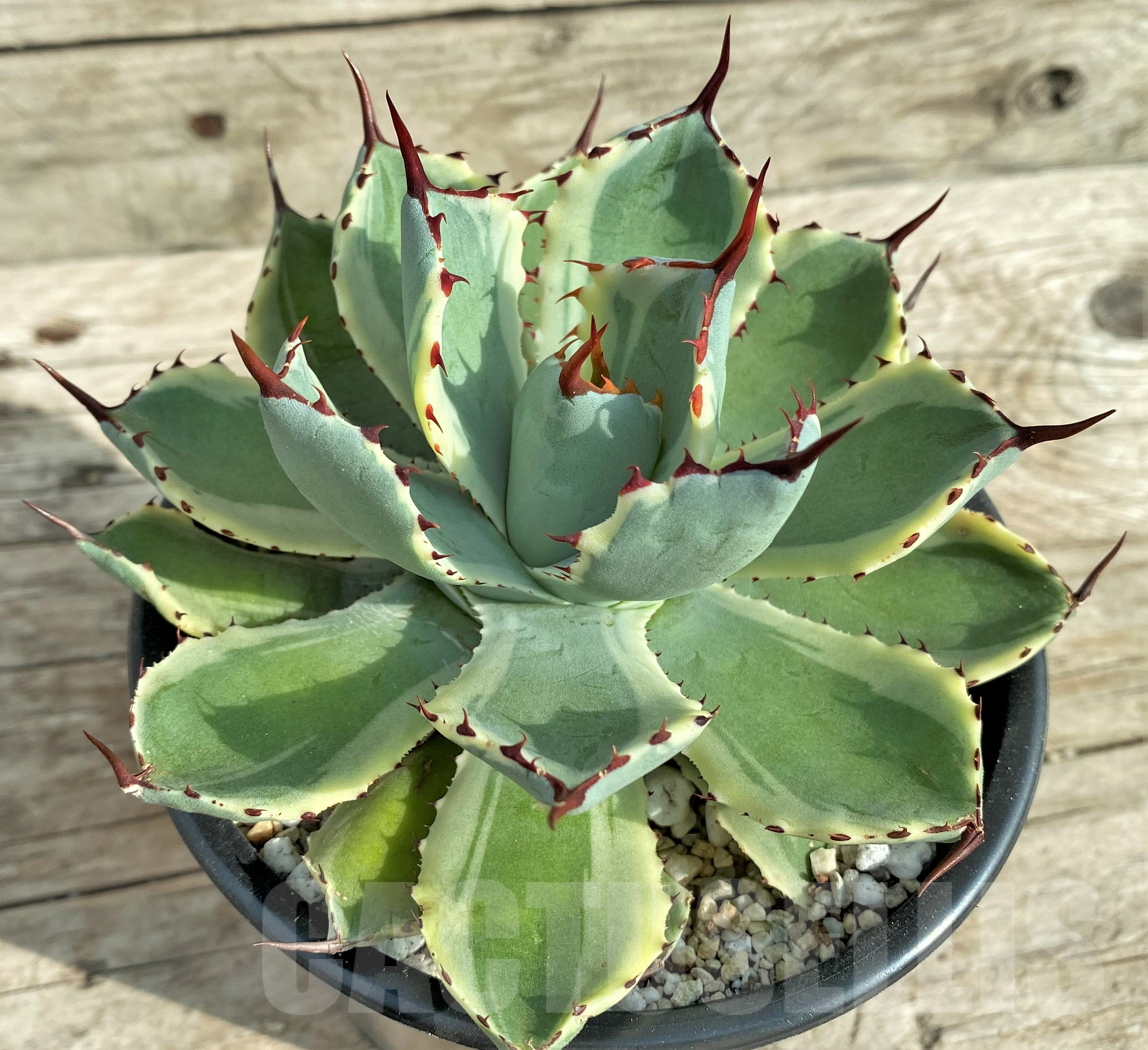 SHPR32406 Agave 'Kissho Kan'