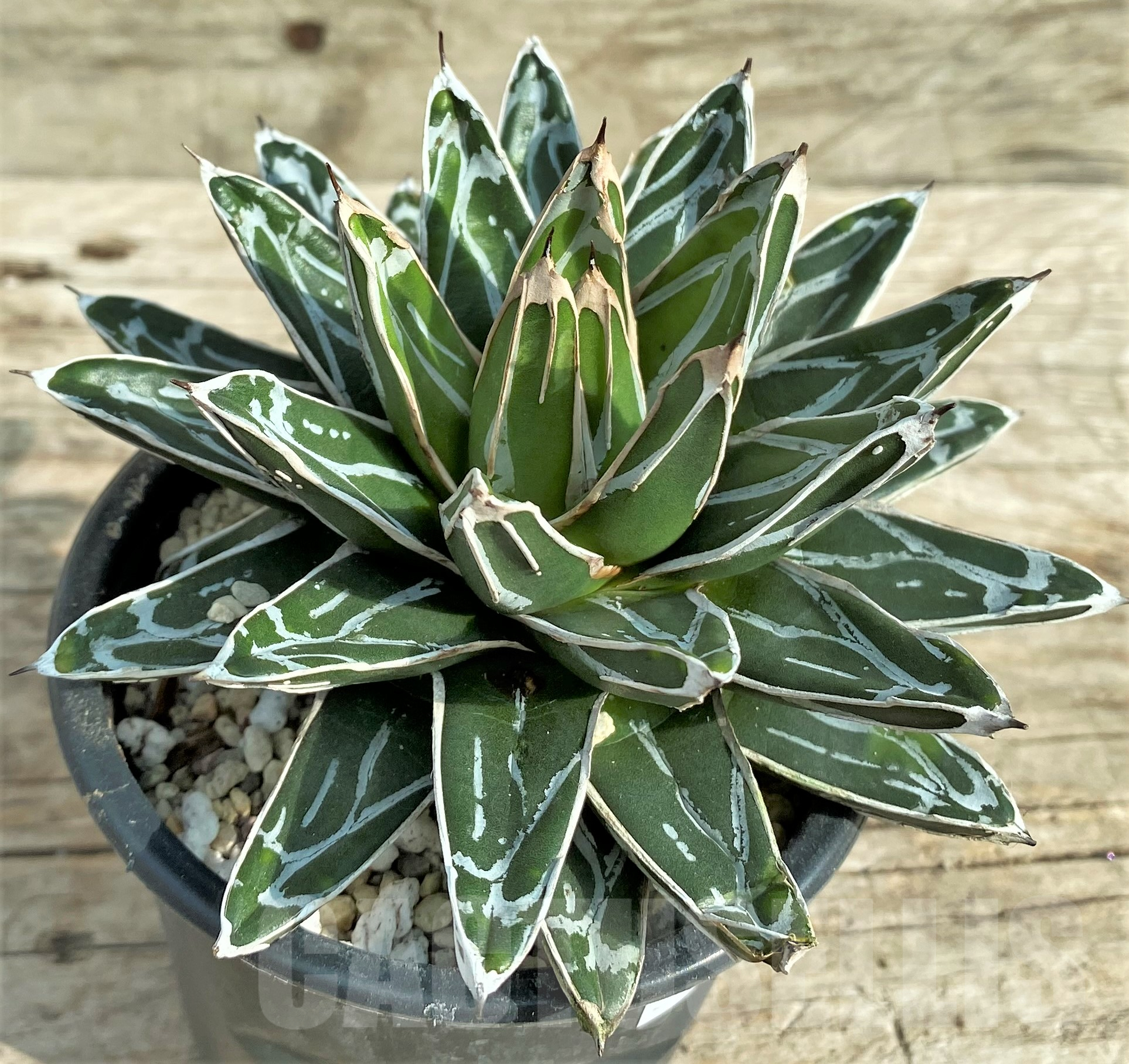 SHPR32407 Agave victoriae-reginae 'Himeson-no-yuki' white - Obrázek 2