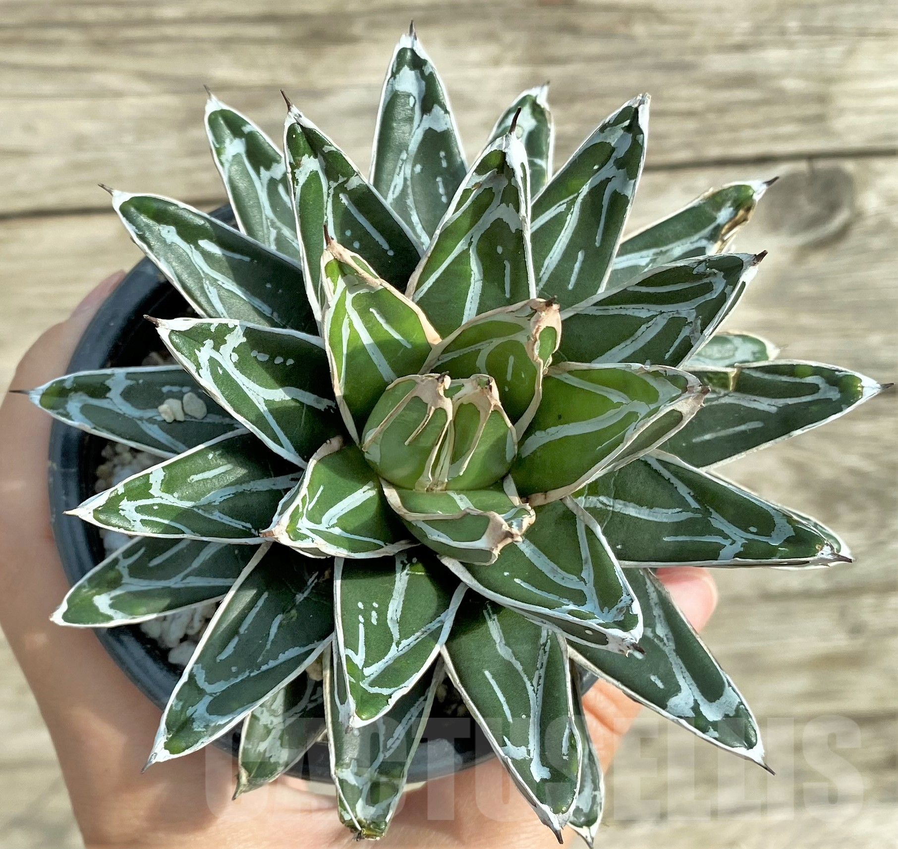 SHPR32407 Agave victoriae-reginae 'Himeson-no-yuki' white