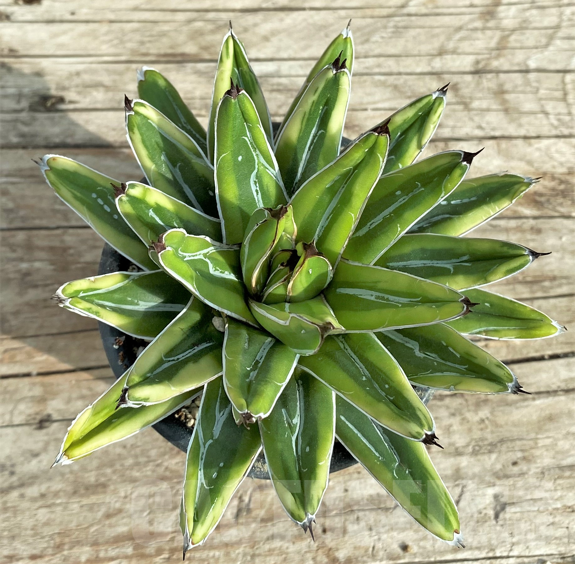 SHPR32408 Agave victoriae-reginae 'Himeson-no-yuki' f. variegata - Image 2