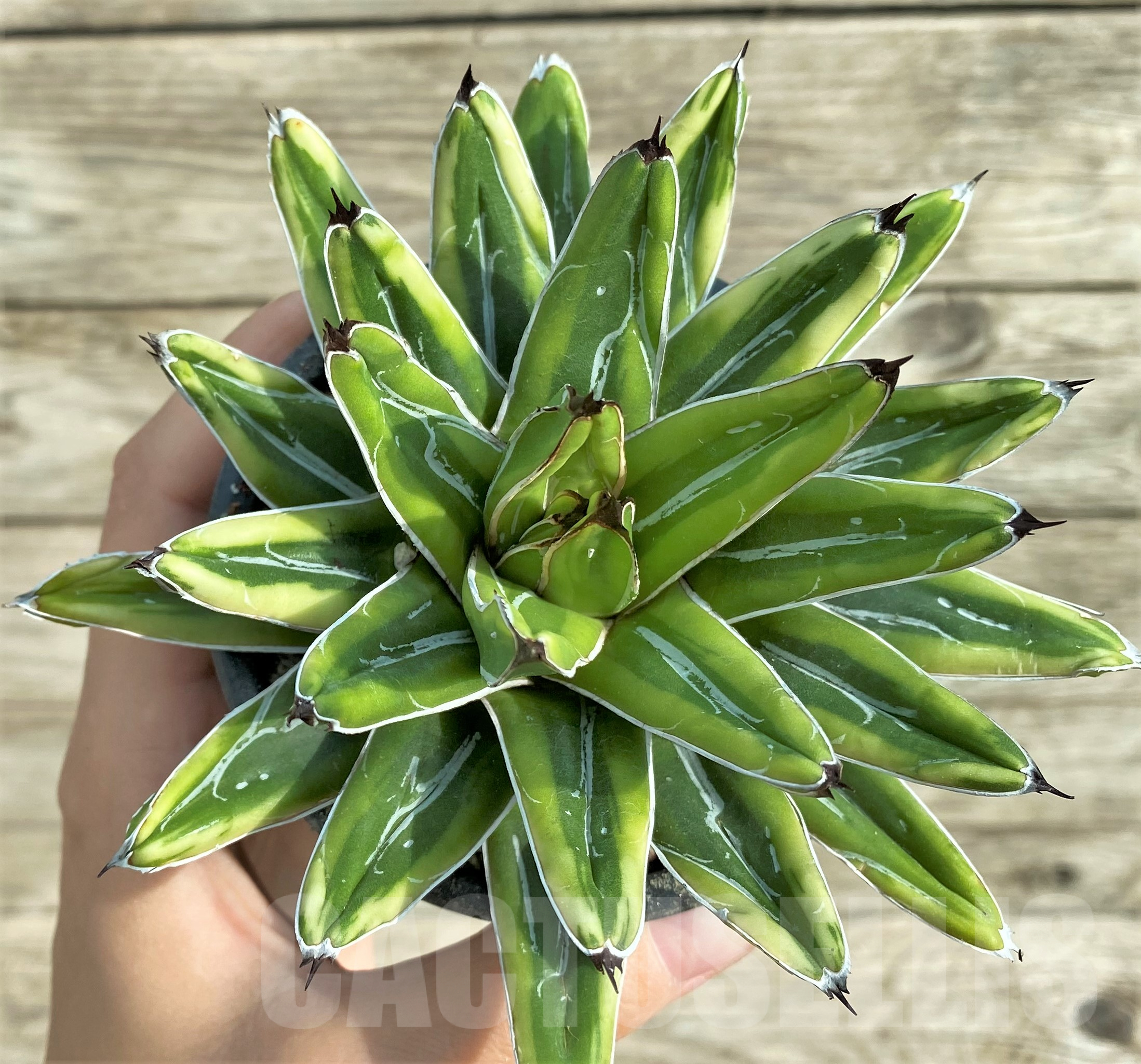 SHPR32408 Agave victoriae-reginae 'Himeson-no-yuki' f. variegata