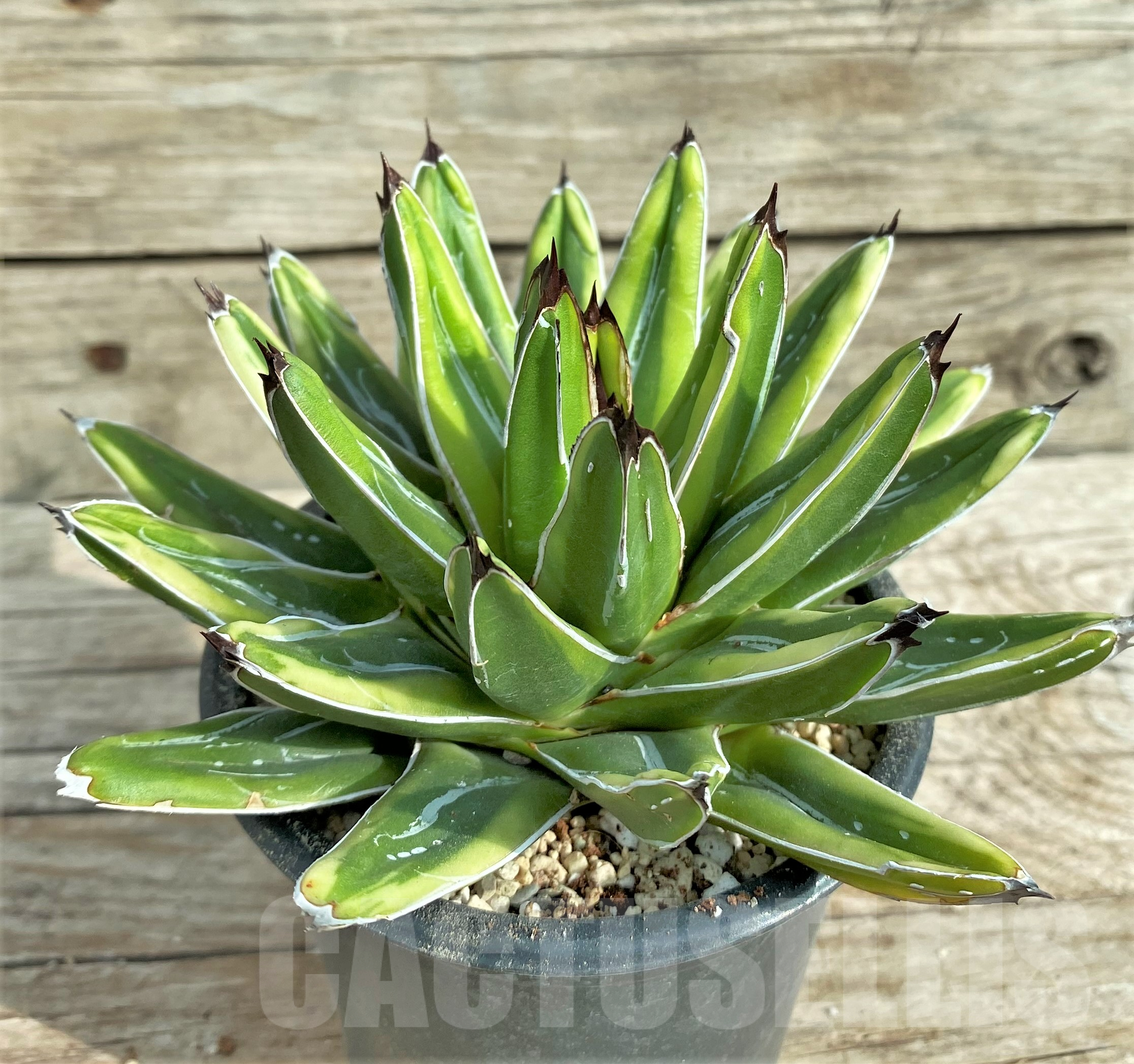 SHPR32408 Agave victoriae-reginae 'Himeson-no-yuki' f. variegata - Image 3