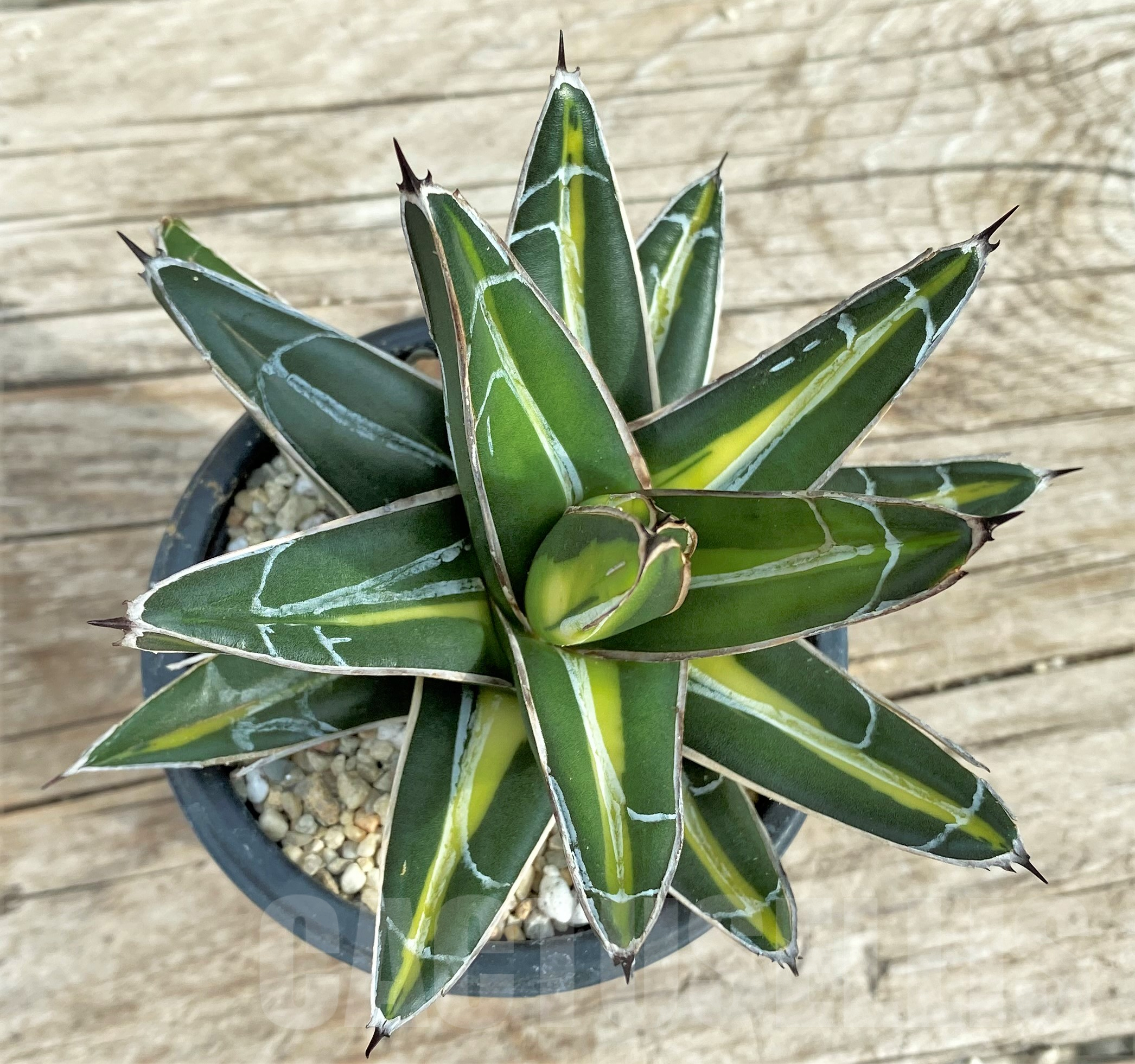 SHPR32409 Agave 'Giant' f. variegata