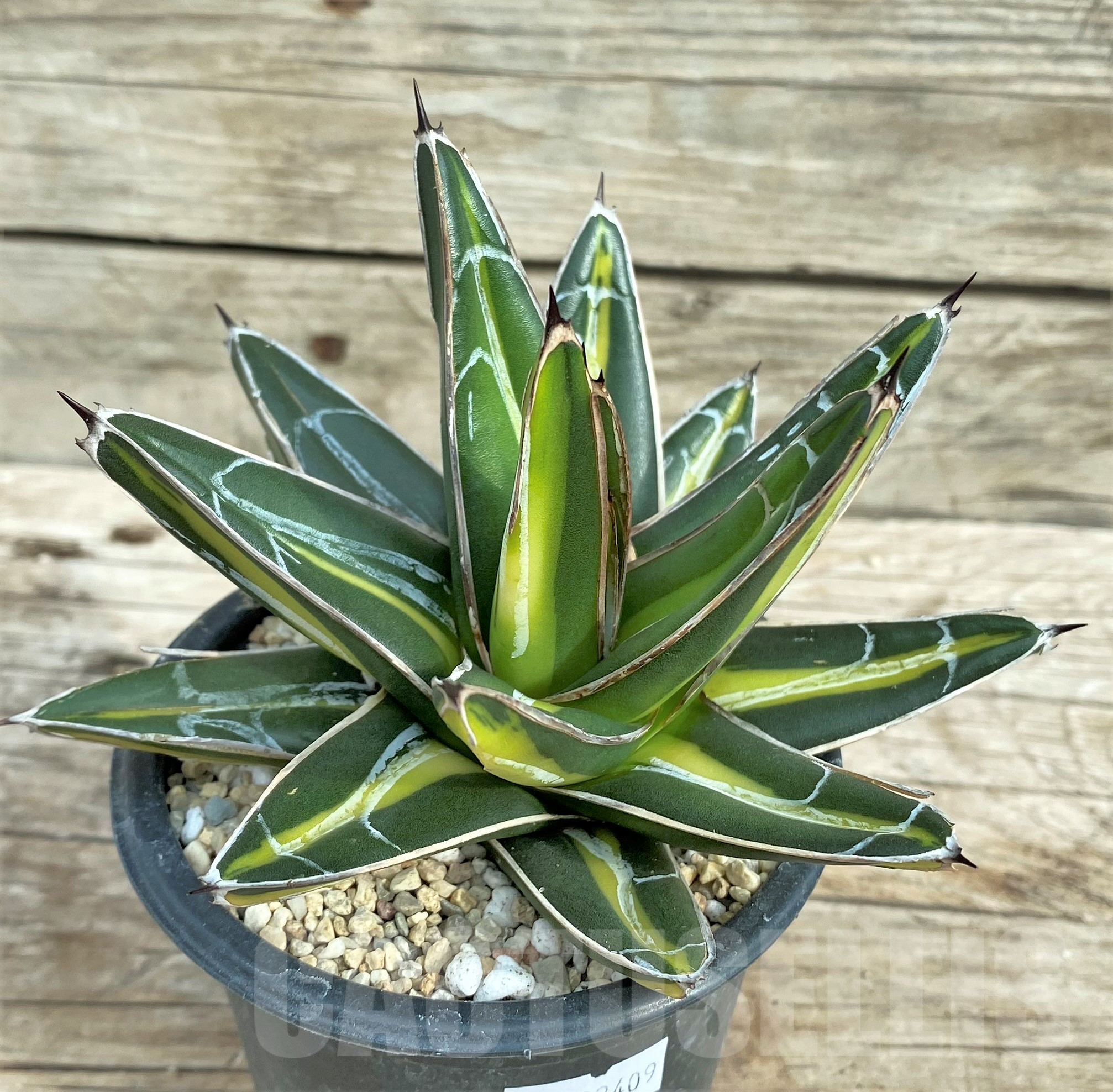 SHPR32409 Agave 'Giant' f. variegata - 画像 (2)