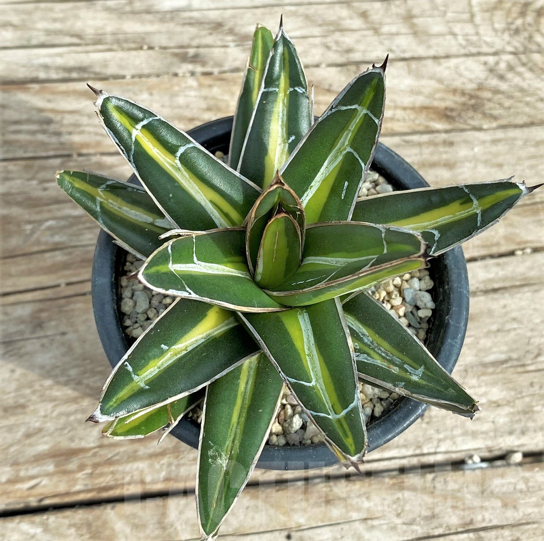 SHPR32411 Agave 'Giant' f. variegata
