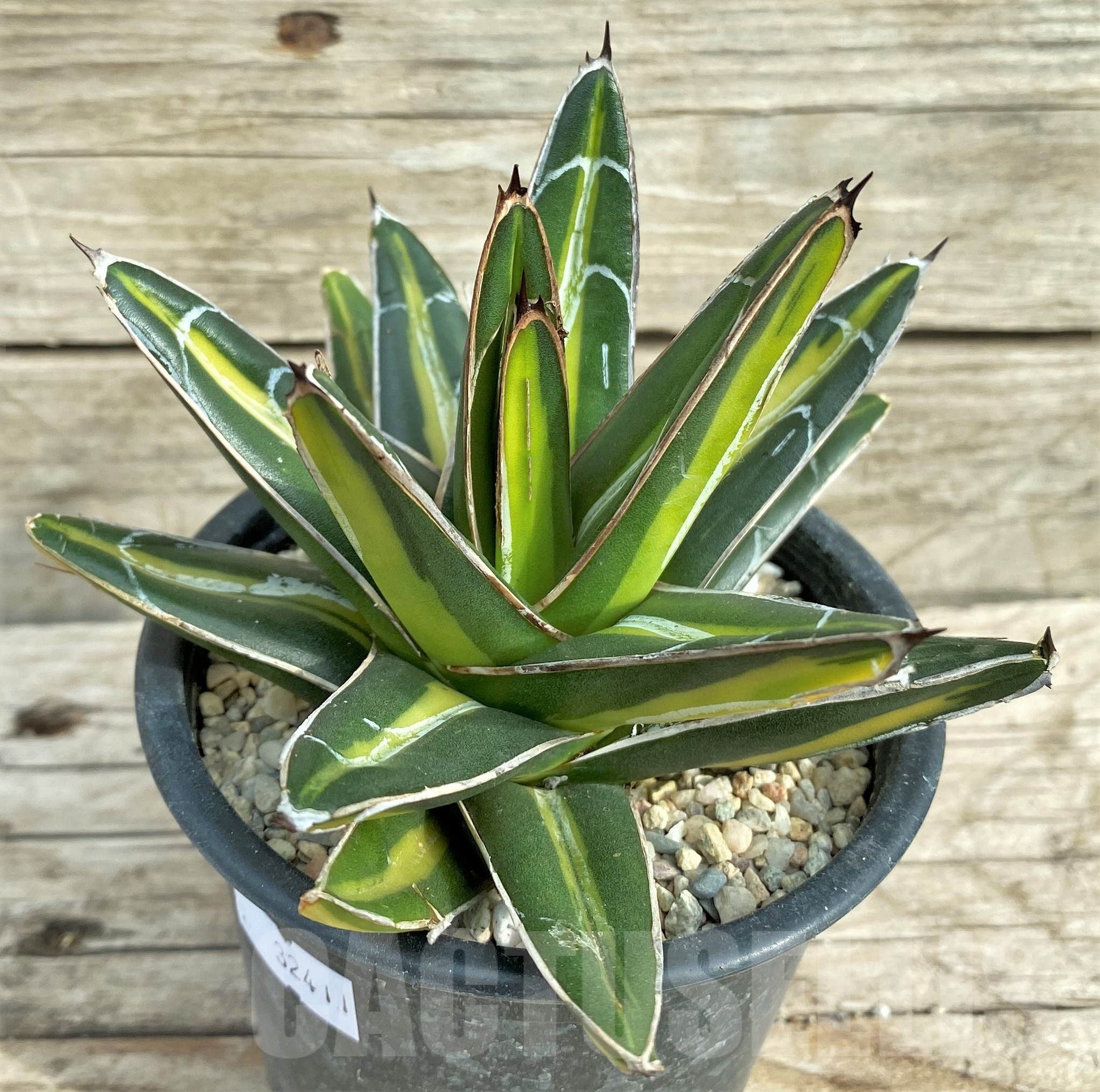 SHPR32411 Agave 'Giant' f. variegata - Image 2