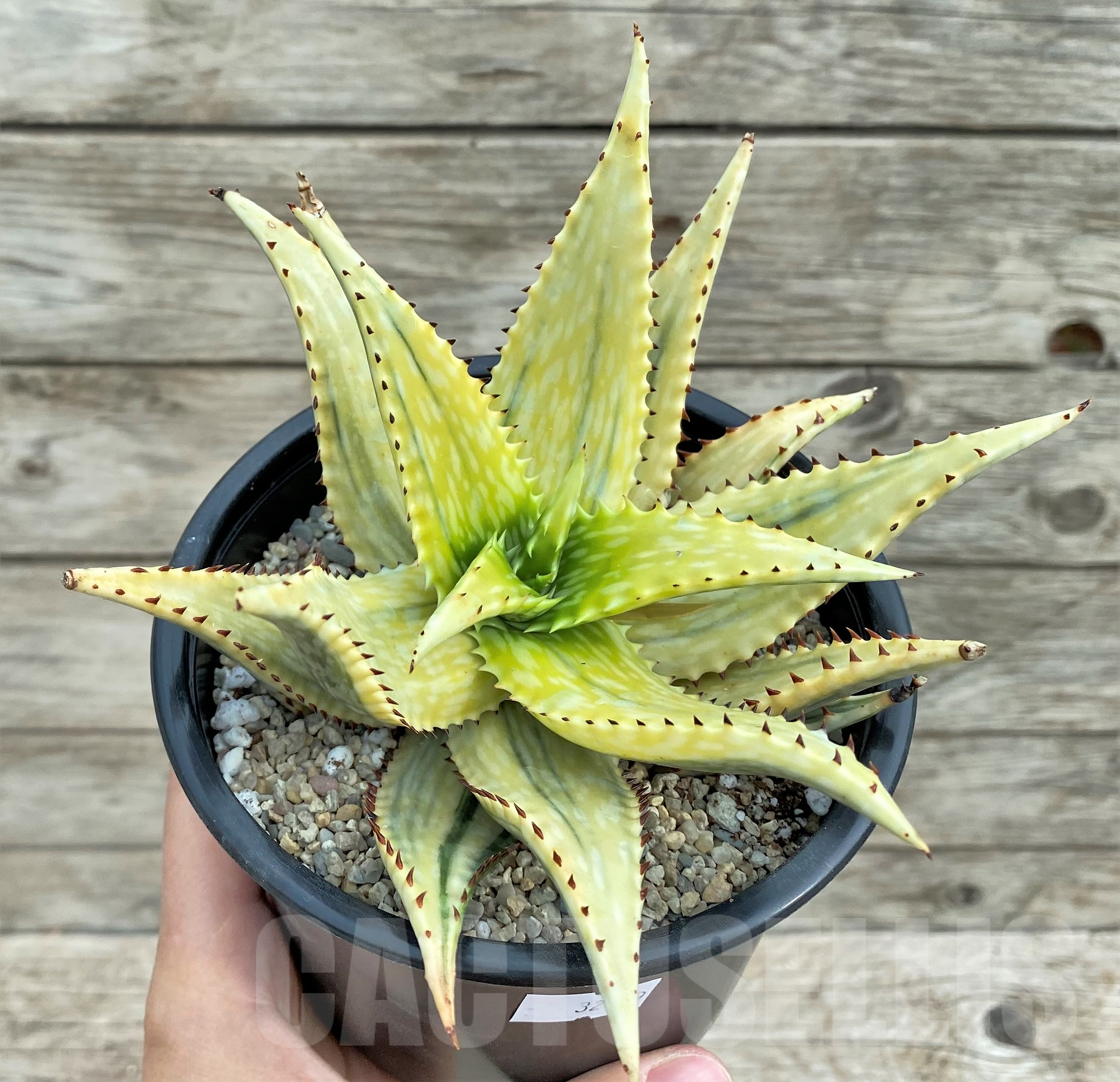 SHPR32419 Aloe jucunda f. variegata - immagine 2
