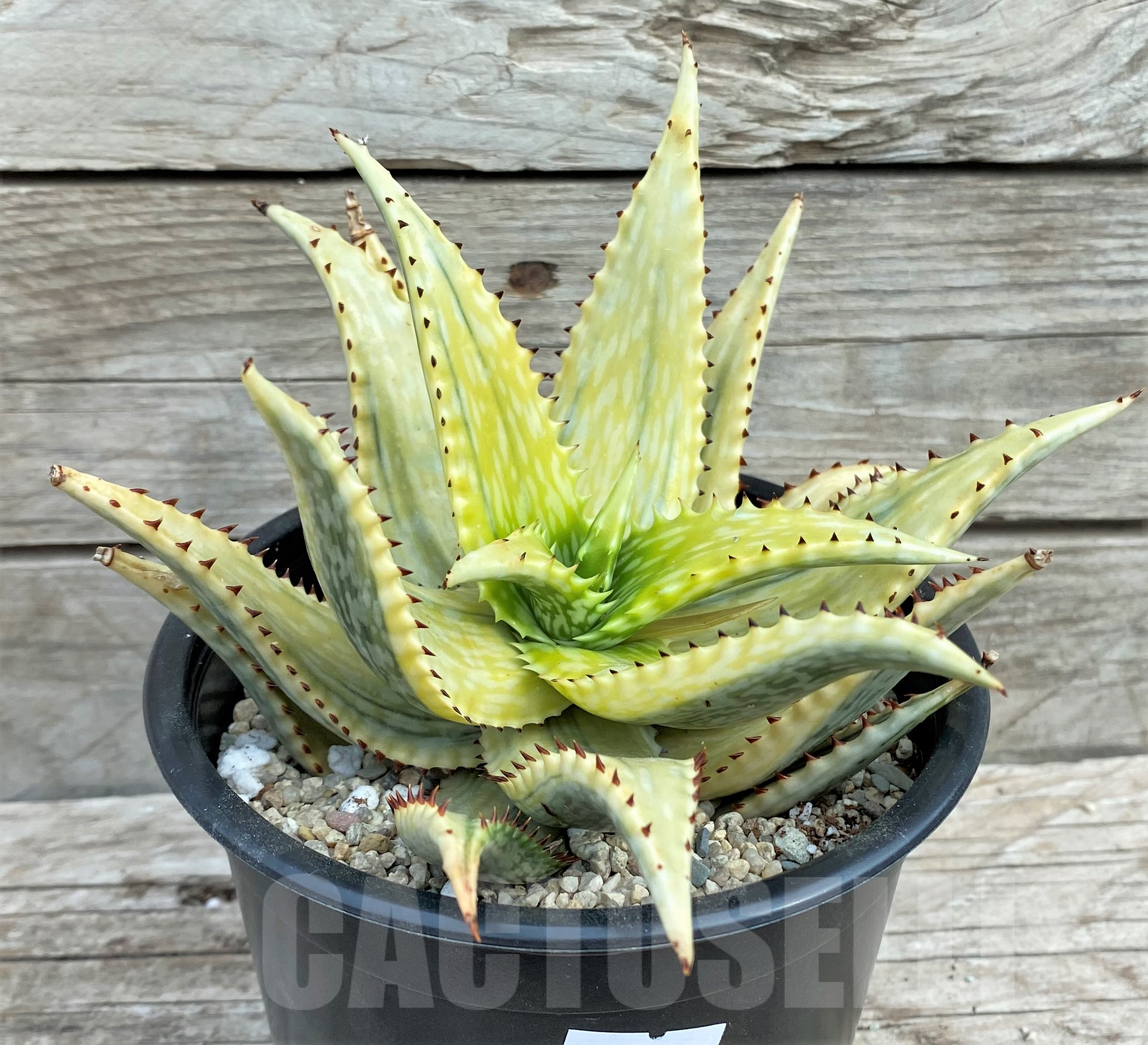 SHPR32419 Aloe jucunda f. variegata