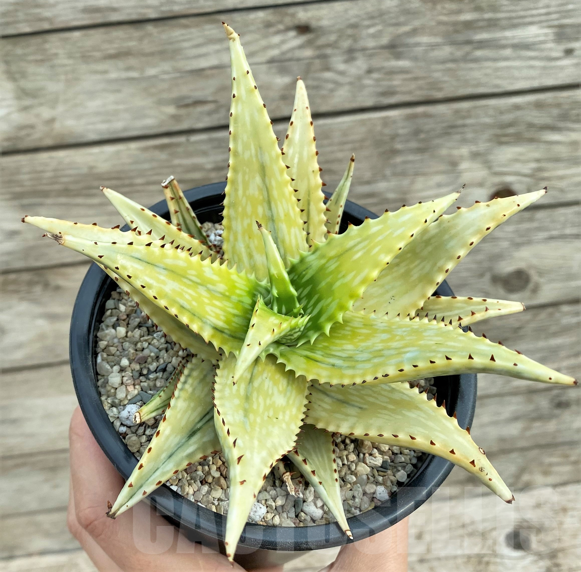 SHPR32418 Aloe jucunda f. variegata - Зображення 2