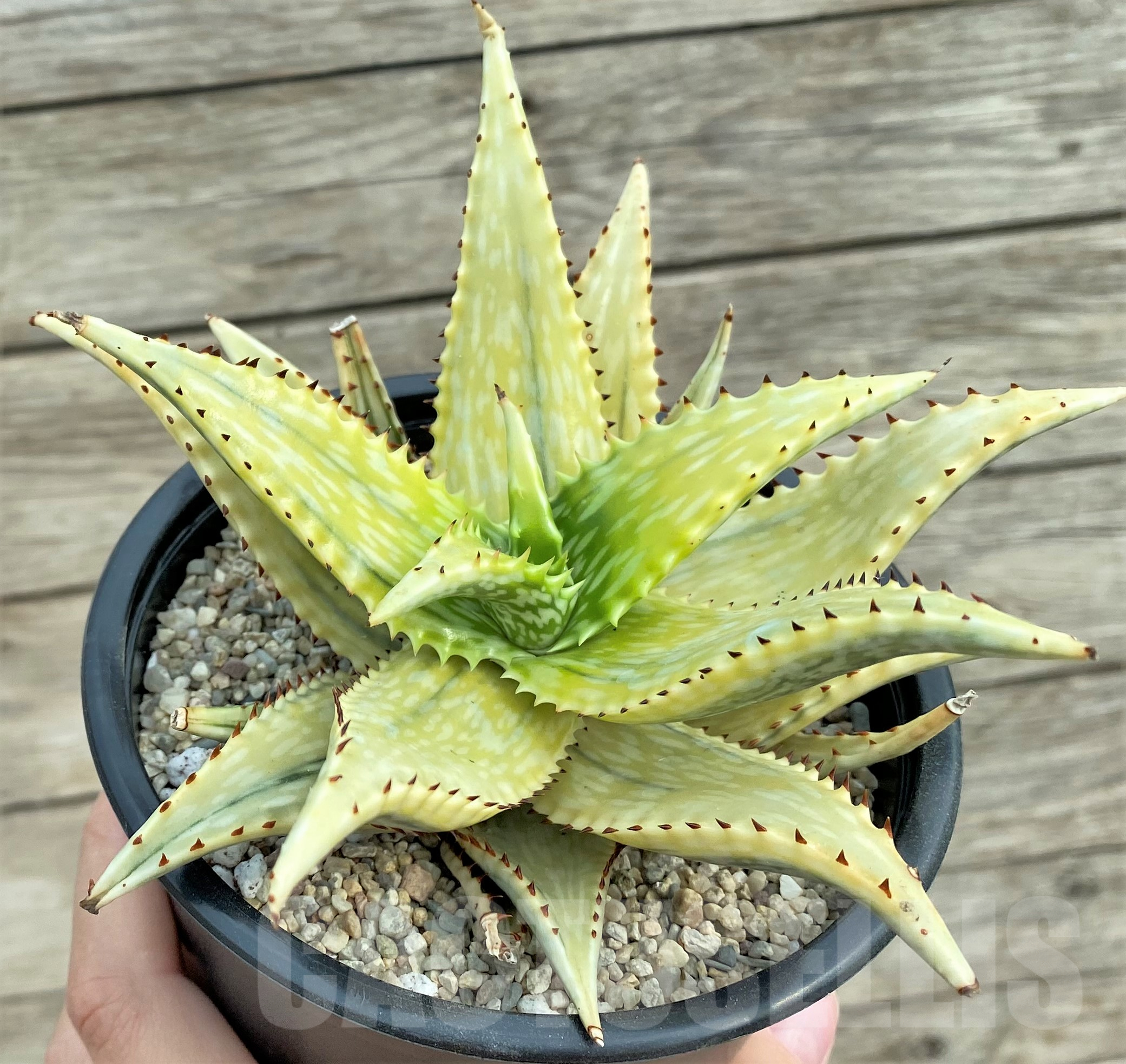 SHPR32418 Aloe jucunda f. variegata