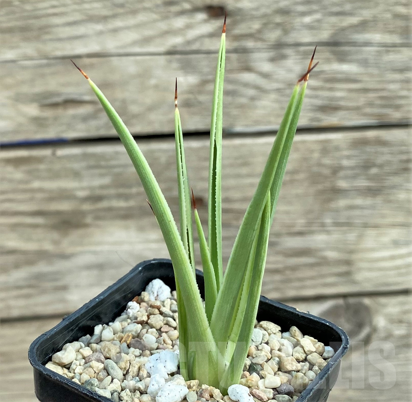 SHPR32421 Agave stricta 'Nana' f. variegata