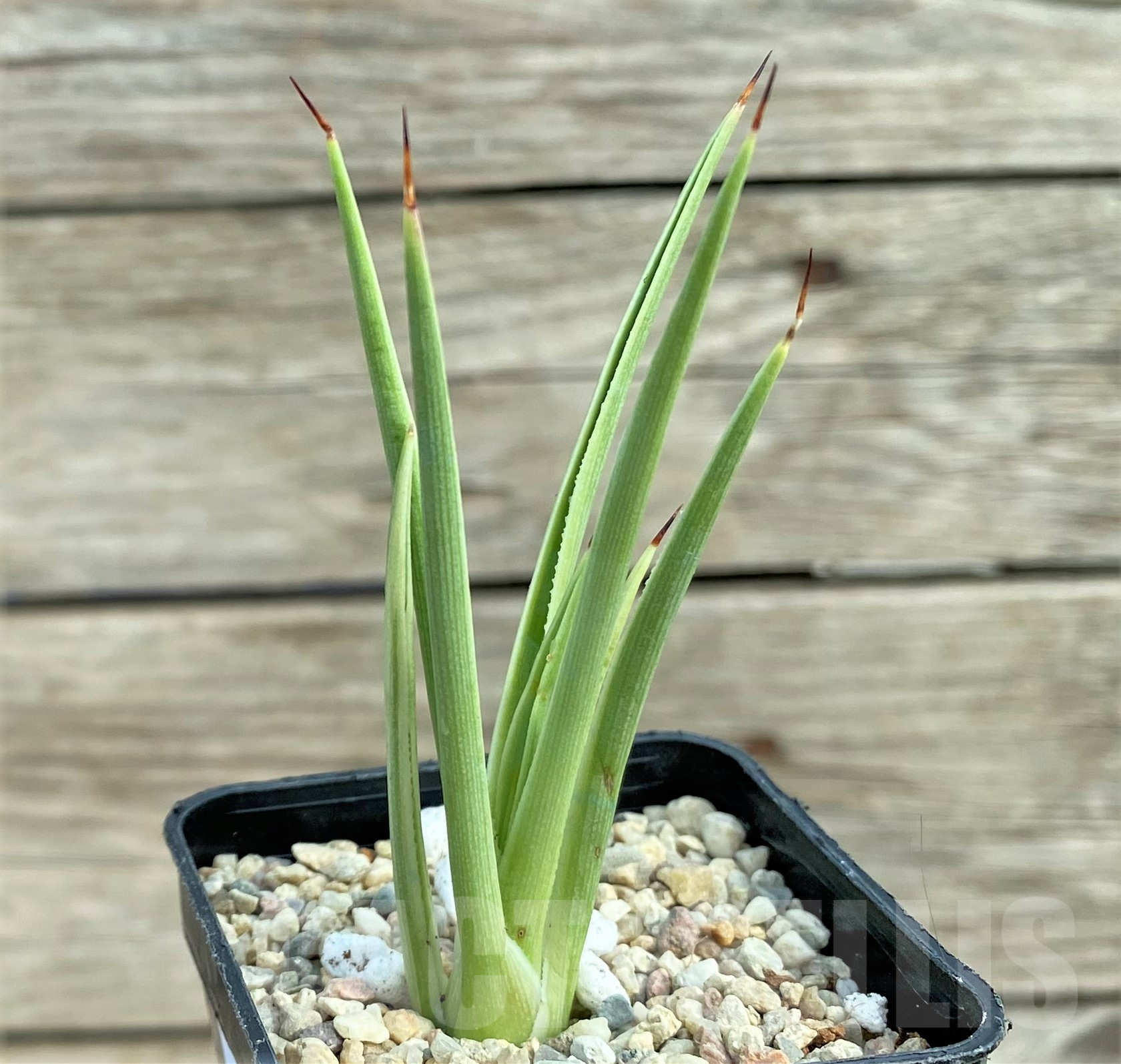 SHPR32421 Agave stricta 'Nana' f. variegata - Imagen 2