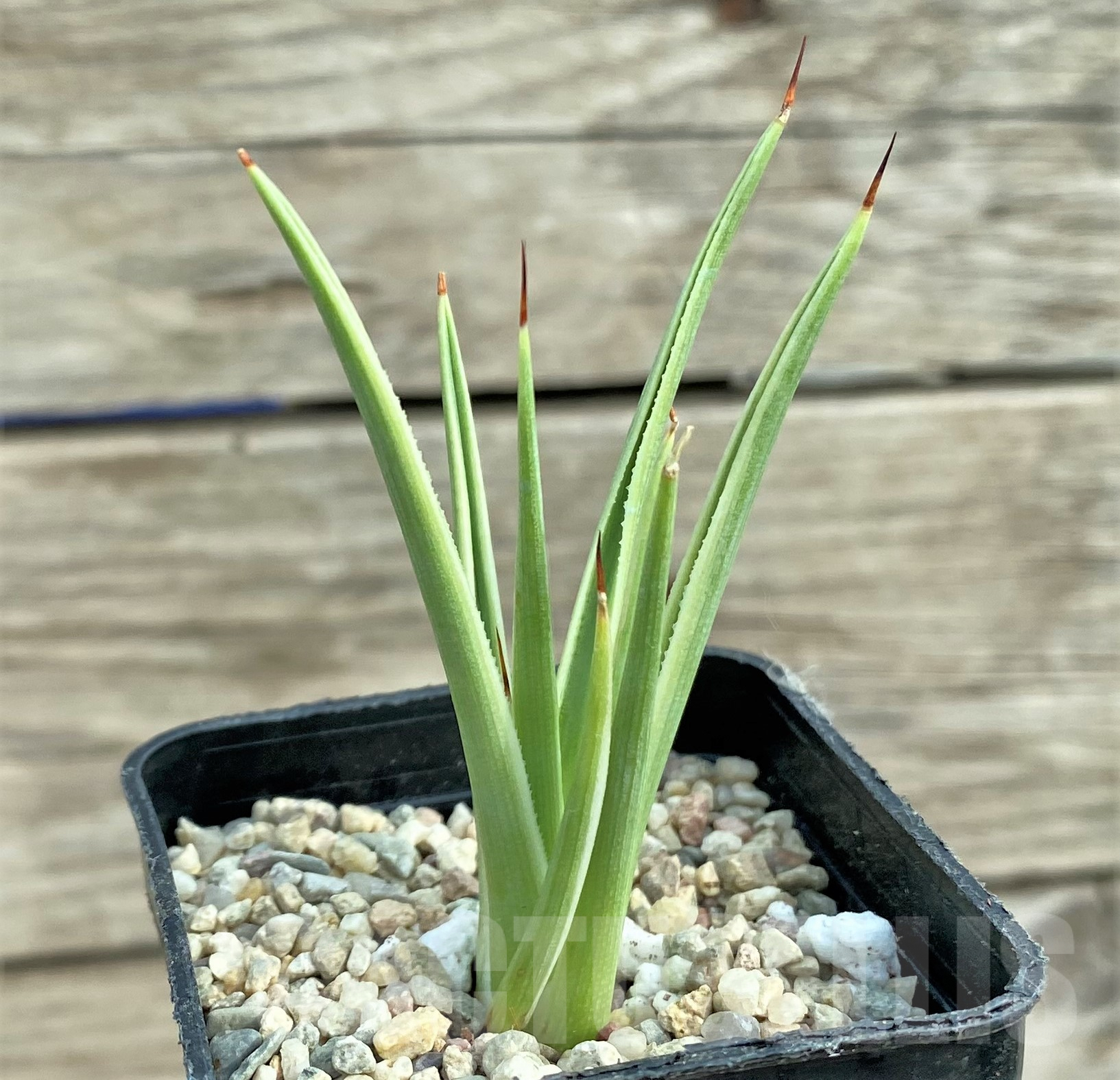 SHPR32423 Agave stricta 'Nana' f. variegata - immagine 2
