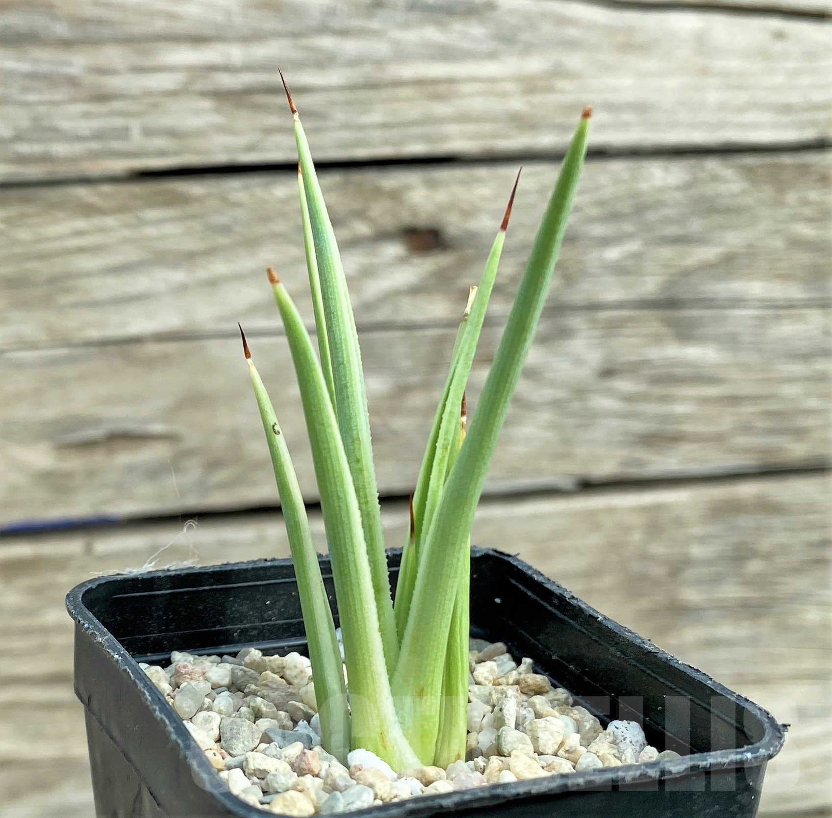 SHPR32423 Agave stricta 'Nana' f. variegata
