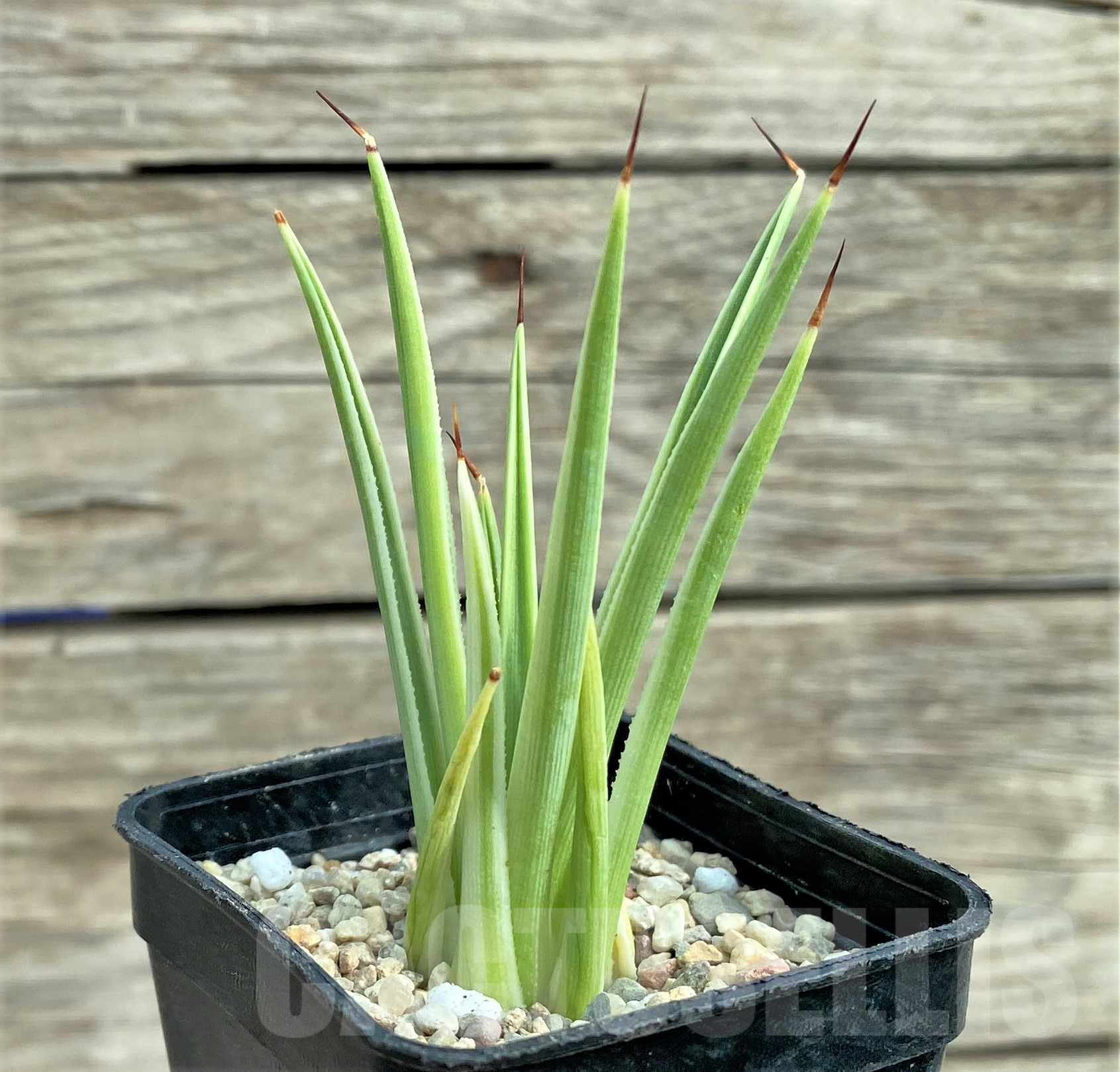 SHPR32424 Agave stricta 'Nana' f. variegata - Image 2