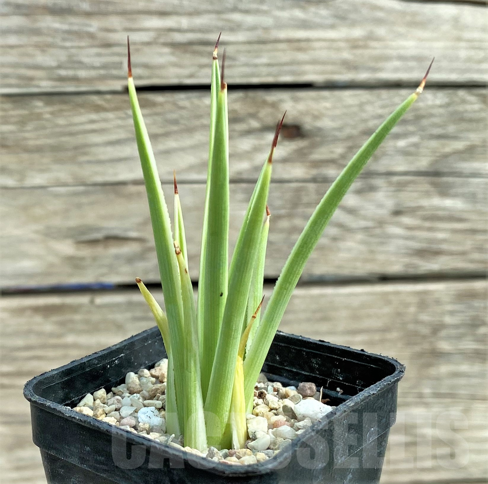 SHPR32424 Agave stricta 'Nana' f. variegata - Image 3