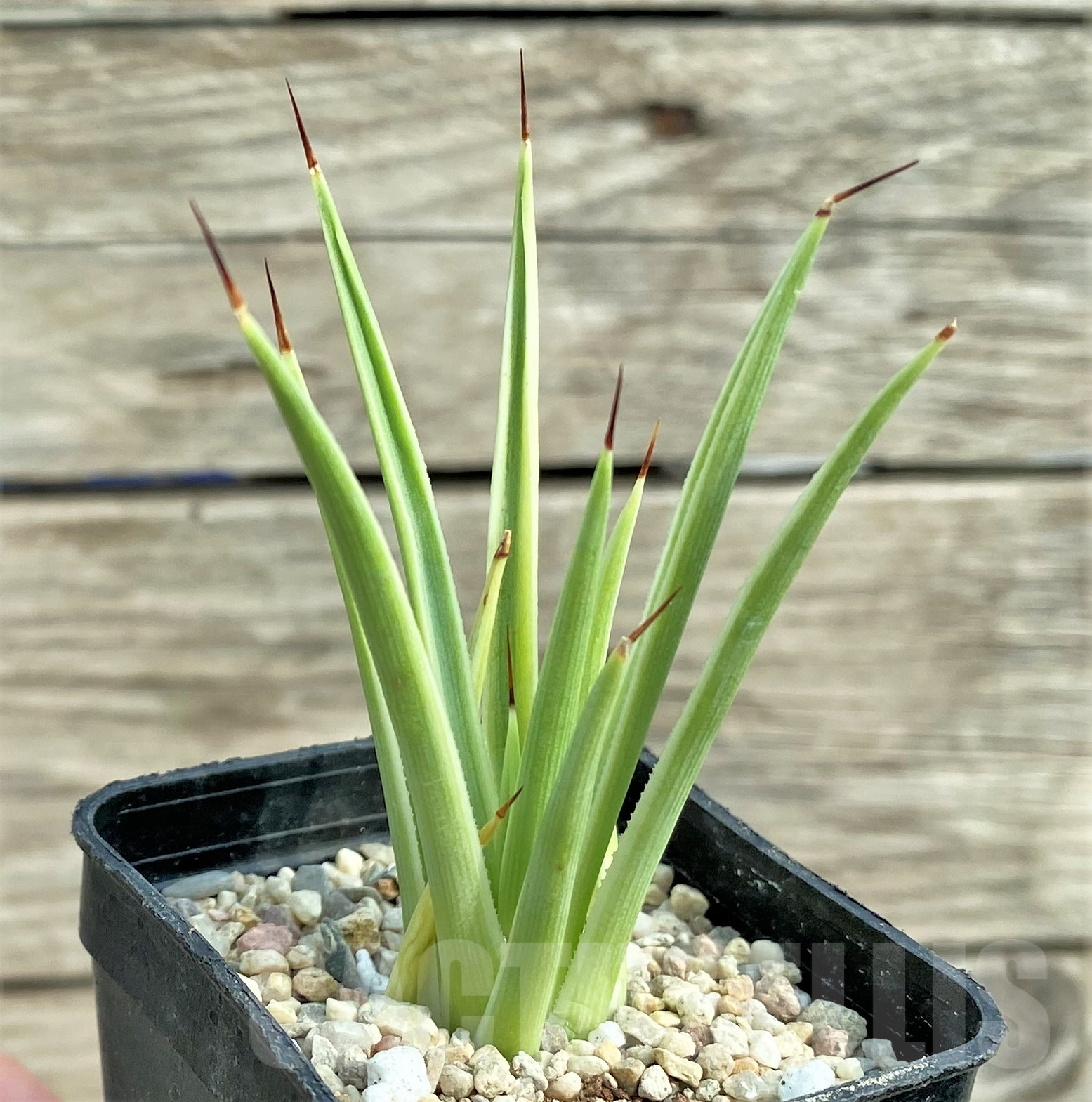 SHPR32424 Agave stricta 'Nana' f. variegata
