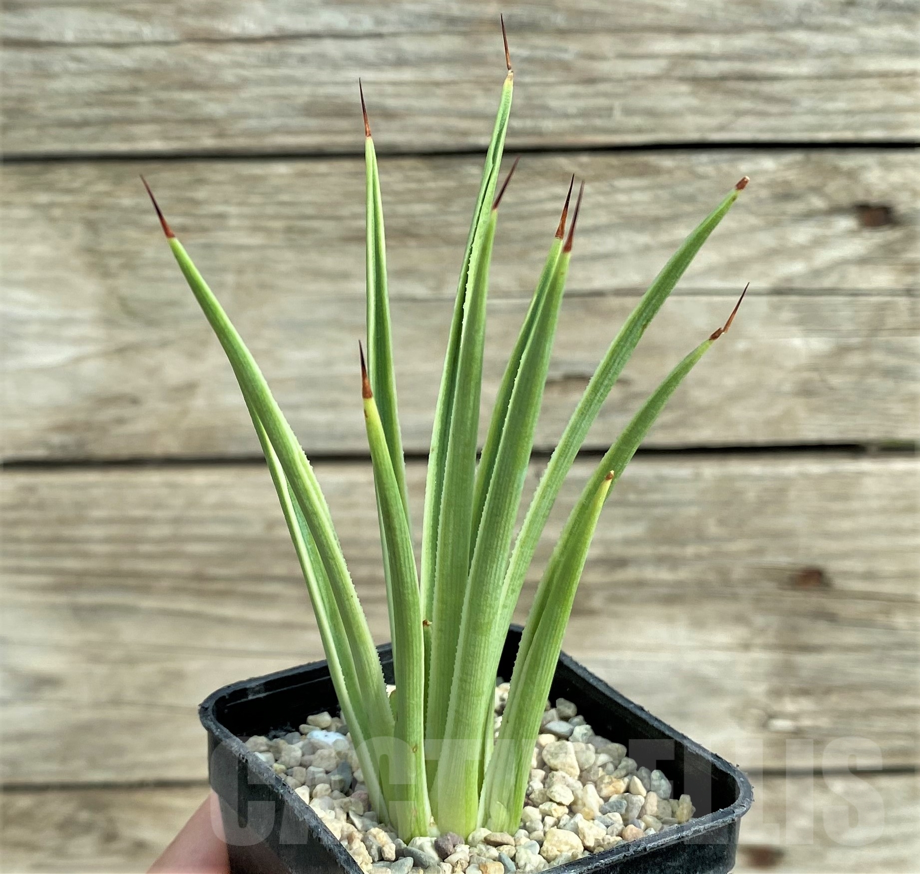 SHPR32425 Agave stricta 'Nana' f. variegata - immagine 2