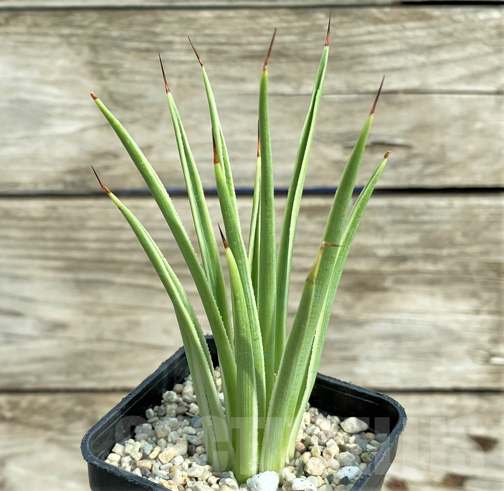 SHPR32425 Agave stricta 'Nana' f. variegata