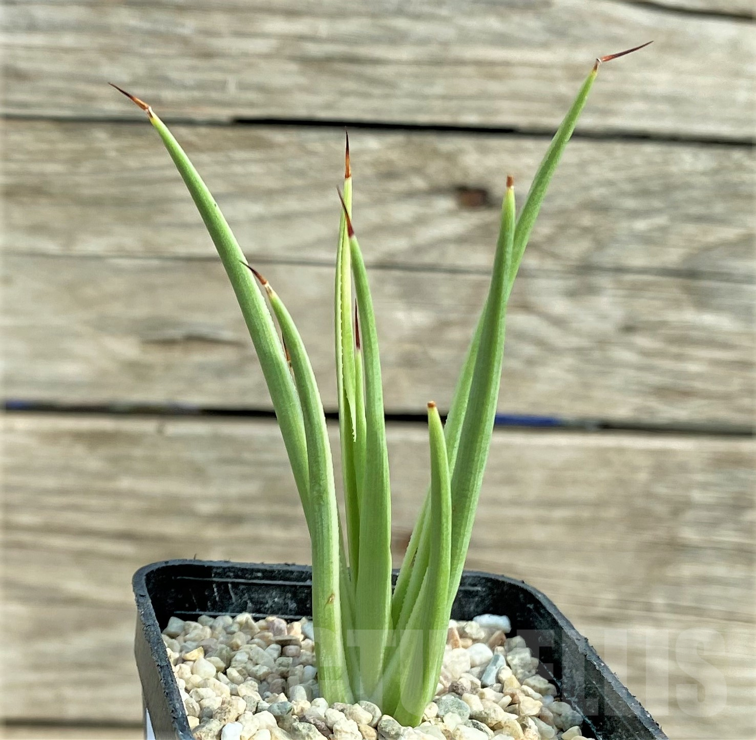 SHPR32426 Agave stricta 'Nana' f. variegata