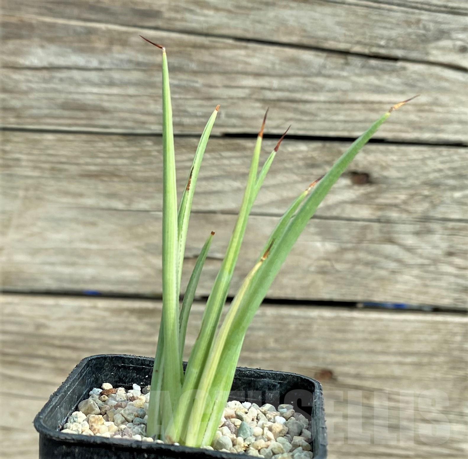 SHPR32426 Agave stricta 'Nana' f. variegata - Image 2