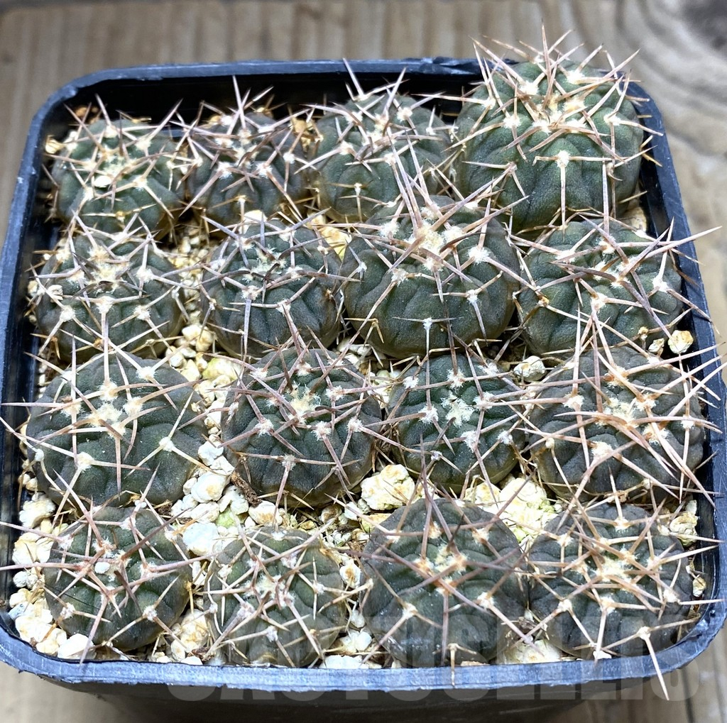 SHPR32428 Gymnocalycium bodenbenderianum VG 663, 16 plants