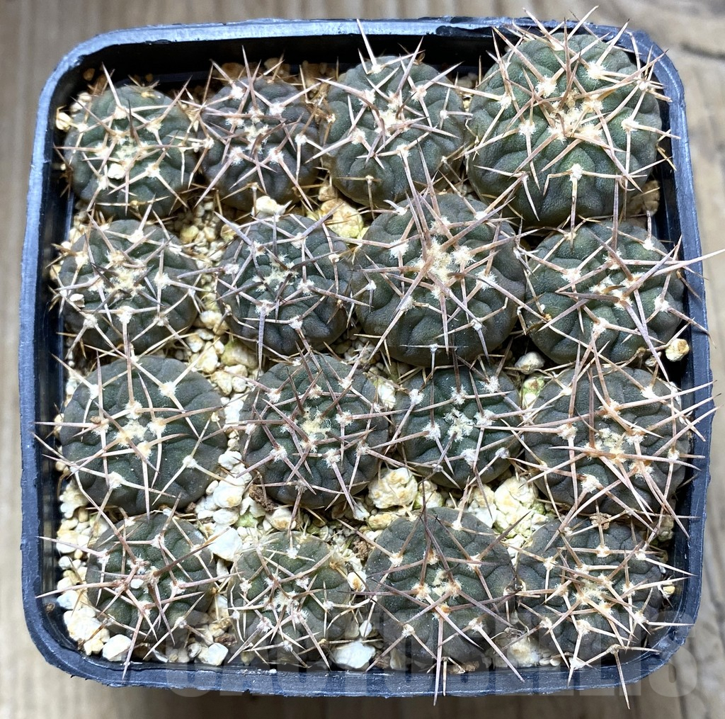 SHPR32428 Gymnocalycium bodenbenderianum VG 663, 16 plants - Image 2
